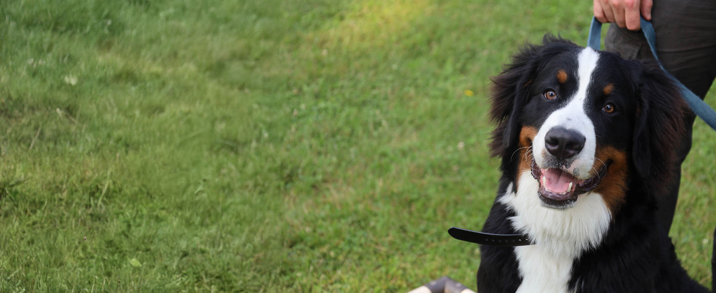 A dog training outside - discover what our elite k9 training in Murfreesboro / Spring Hill, TN can do for you.