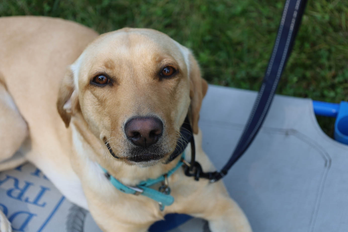 An adorable dog outside with a trainer - Dog Training Elite in Cincinnati.