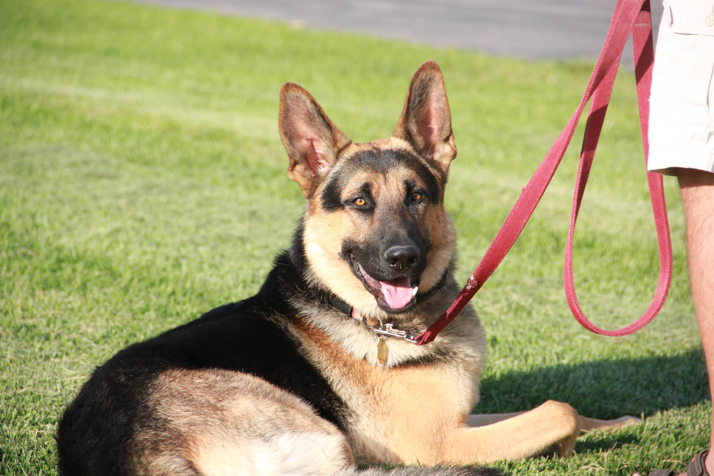 An adorable German Shepherd with their owner - Dog Training Elite is your go-to choice for Fort Wayne german shepherd trainers.