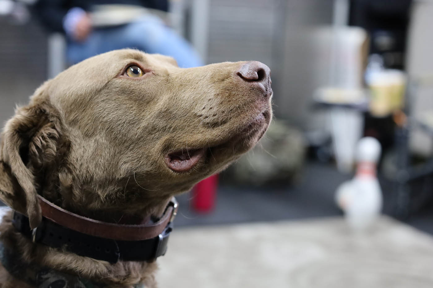 A lab getting elite k9 training in South Bend / Elkhart, IN from the team at Dog Training Elite.