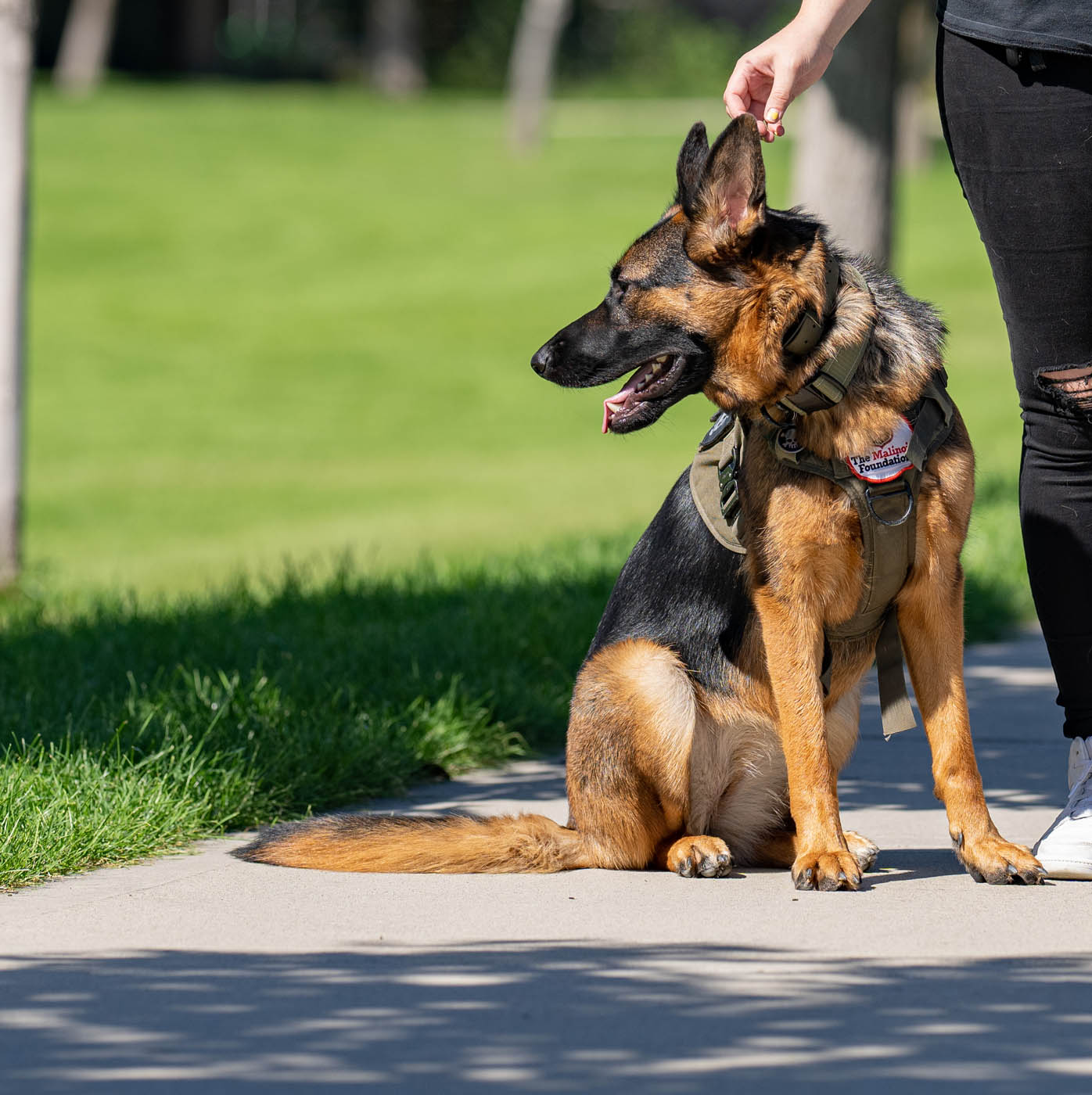 Dog Training Elite Lowell / Chelmsford - German Shepherd Training in Lowell. Dog Training Elite