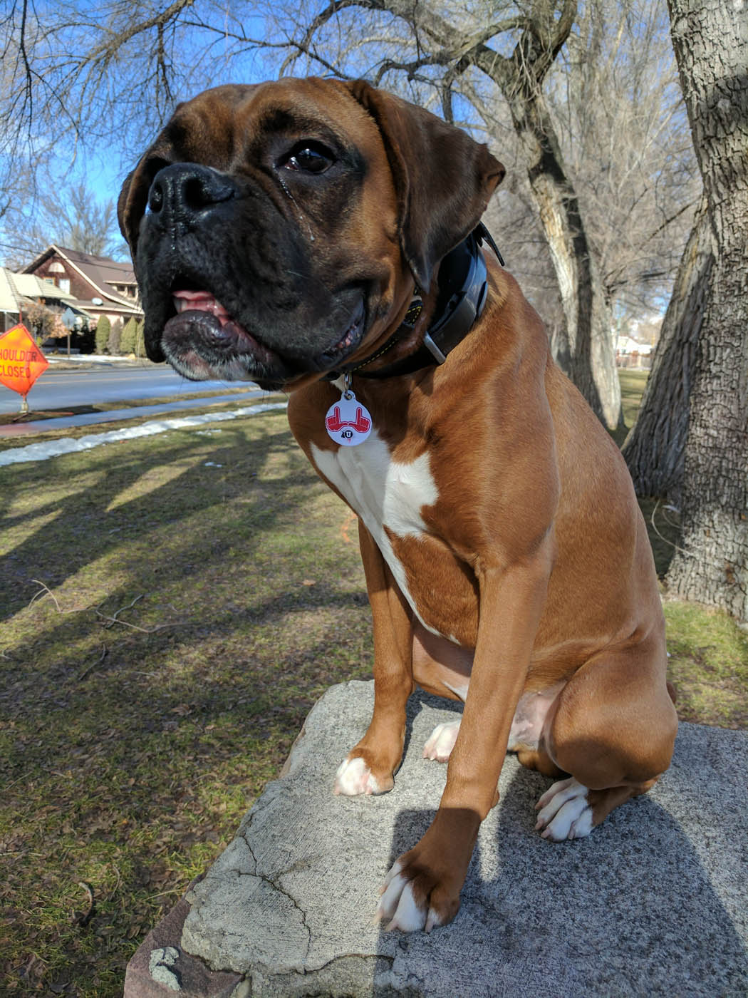 An obedient boxer with training from Dog Training Elite Fort Wayne