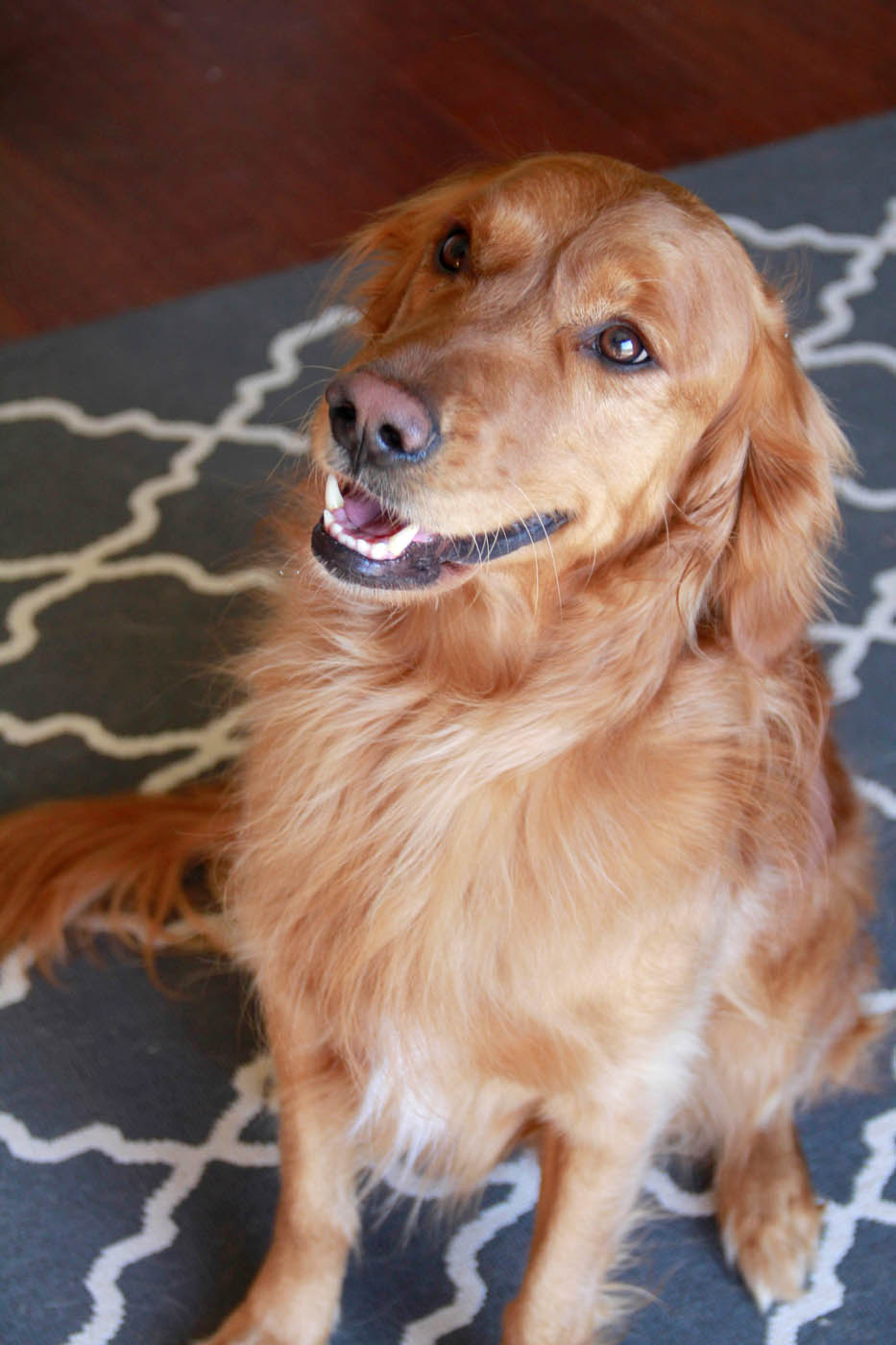 An adorable golden retriever puppy getting in-home dog training in Boston, MA from Dog Training Elite.