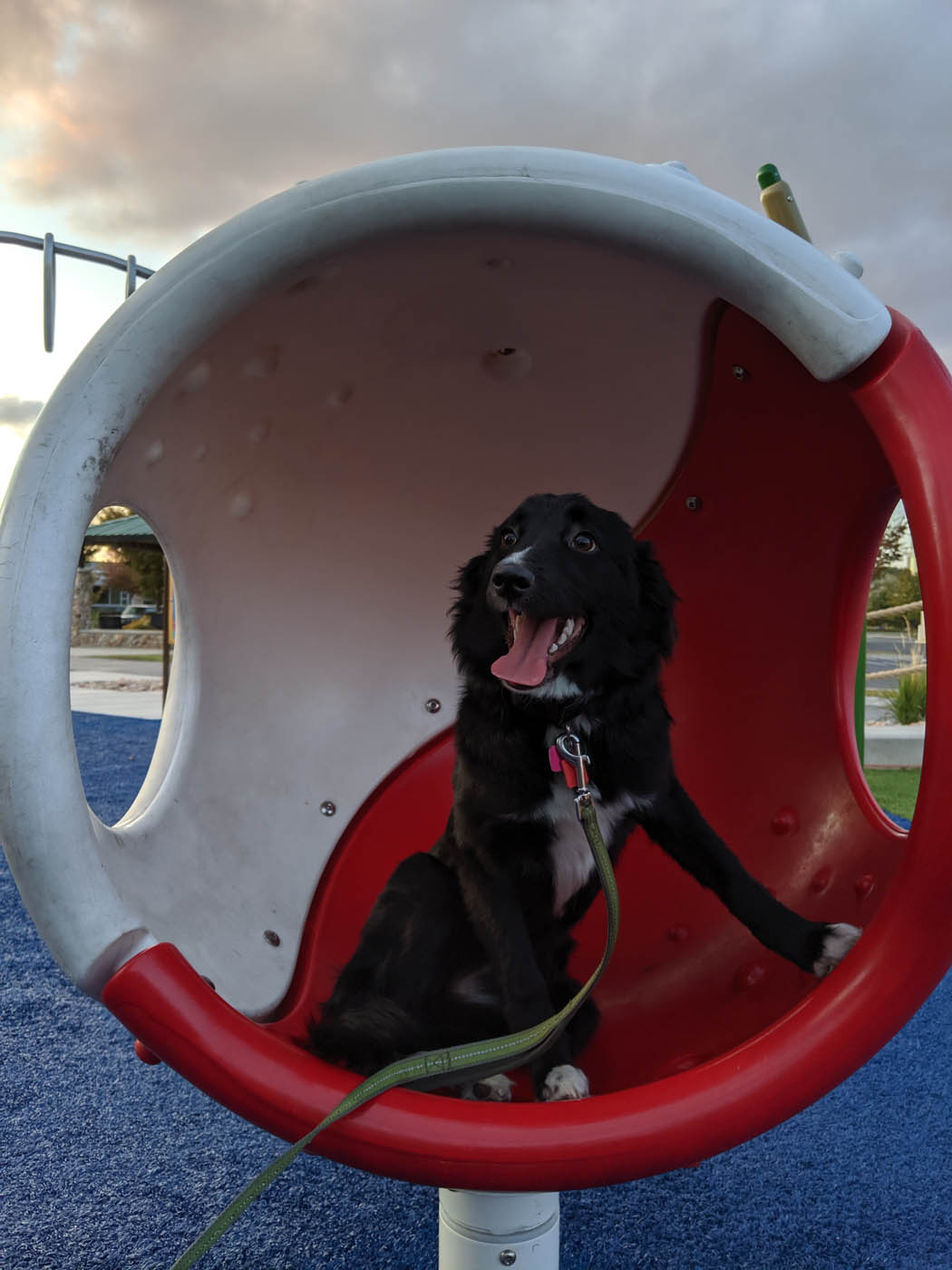 Dog Training Elite Northern Utah - Dog Agility Training in Davis / Weber County, UT. DTE