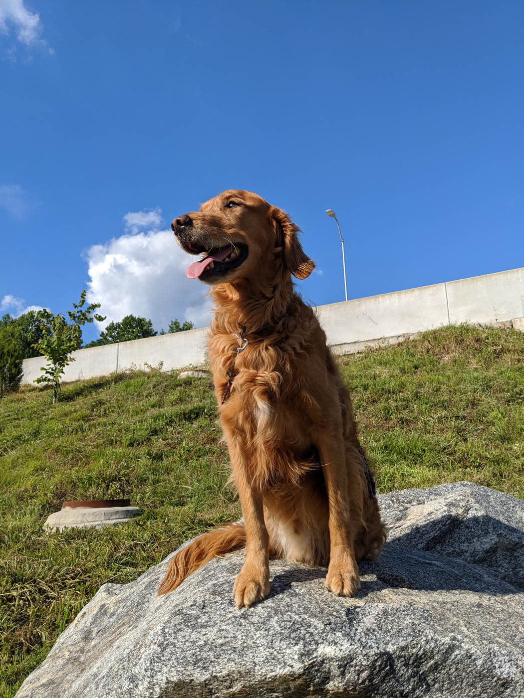 A beautiful golden retriever dog sitting on a rock - learn more about the programs offered at Dog Training Elite Emerald Coast.