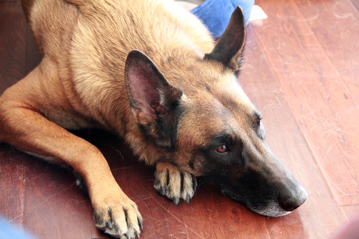 A German Shepherd laying on the floor - Dog Training Elite offers aggressive dog training in Fort Wayne, IN thats designed to help your dog's anxiety and build confidence.