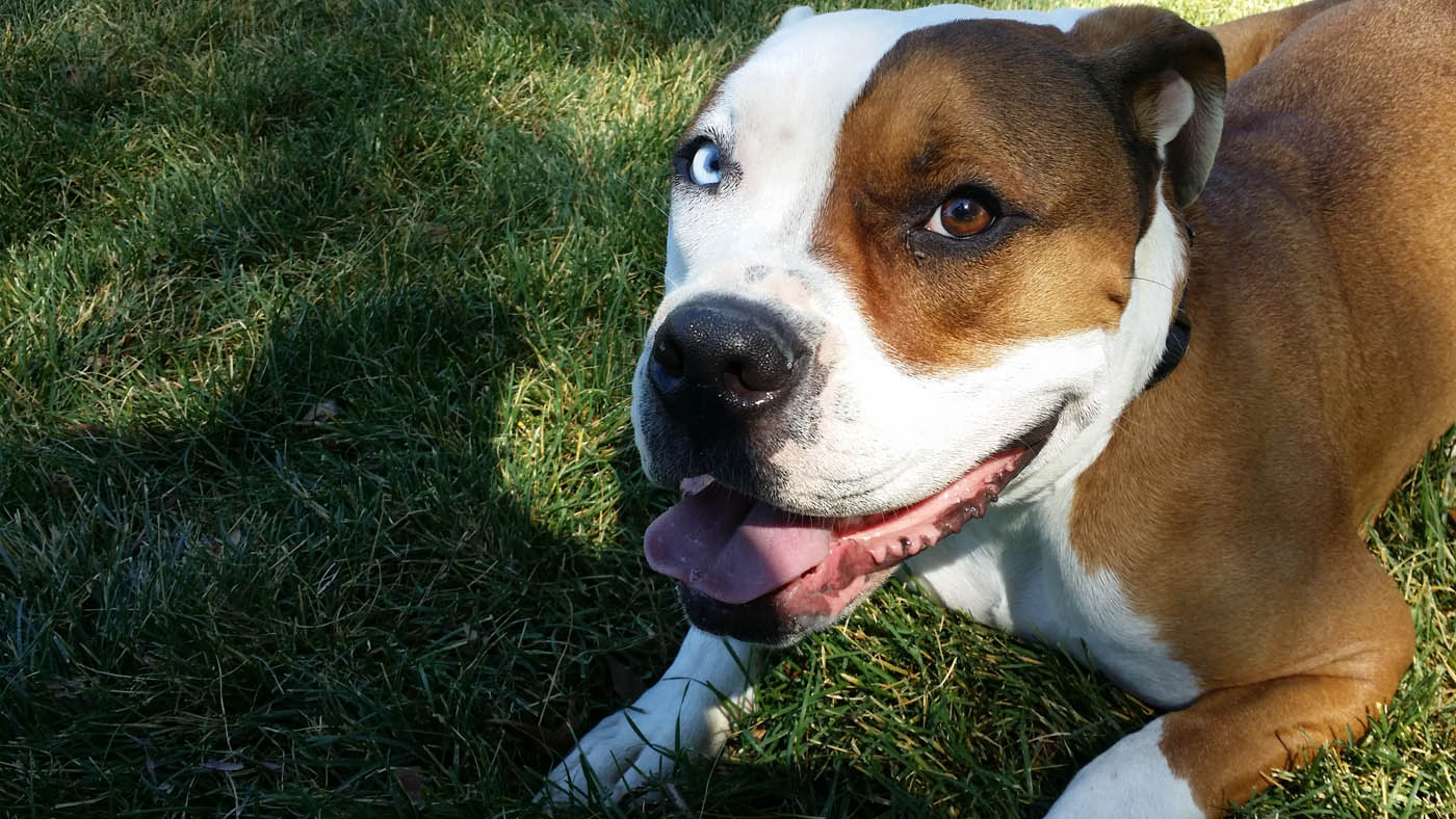 An adorable pitbull outside on the grass - Dog Training Elite helps dogs of all breed manage their anxiety with our Fort Wayne aggressive dog training.