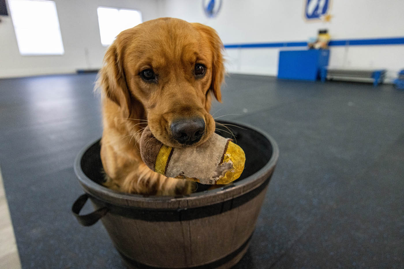 Dog Training Elite Lowell / Chelmsford - Destructive Chewing and Digging Training in Lowell, MA