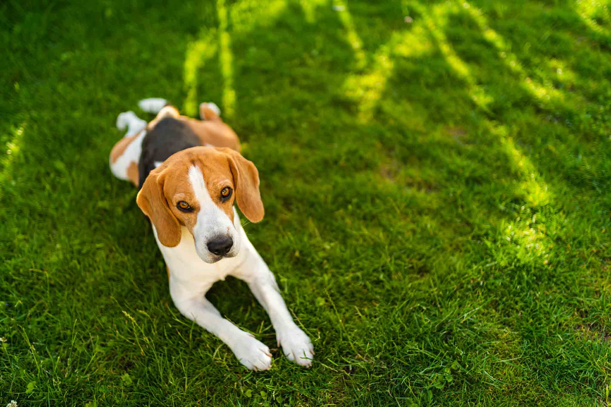 An image of a beagle sitting outside on the grass - get your adult beagle or puppy training in Lowell, MA with Dog Training Elite today.