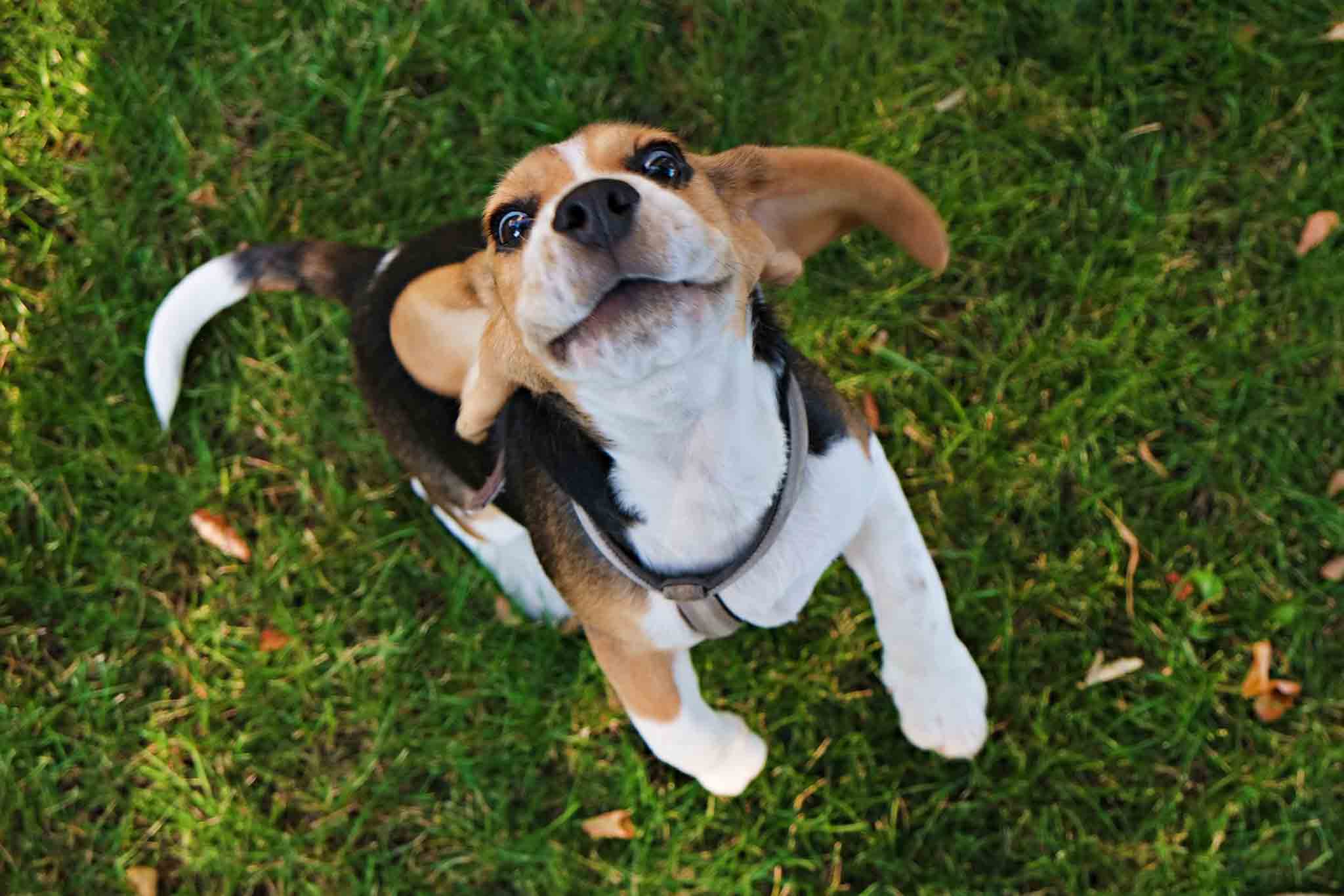 An image of an adorable beagle dog - we offer beagle puppy training in Lowell, MA at Dog Training Elite.