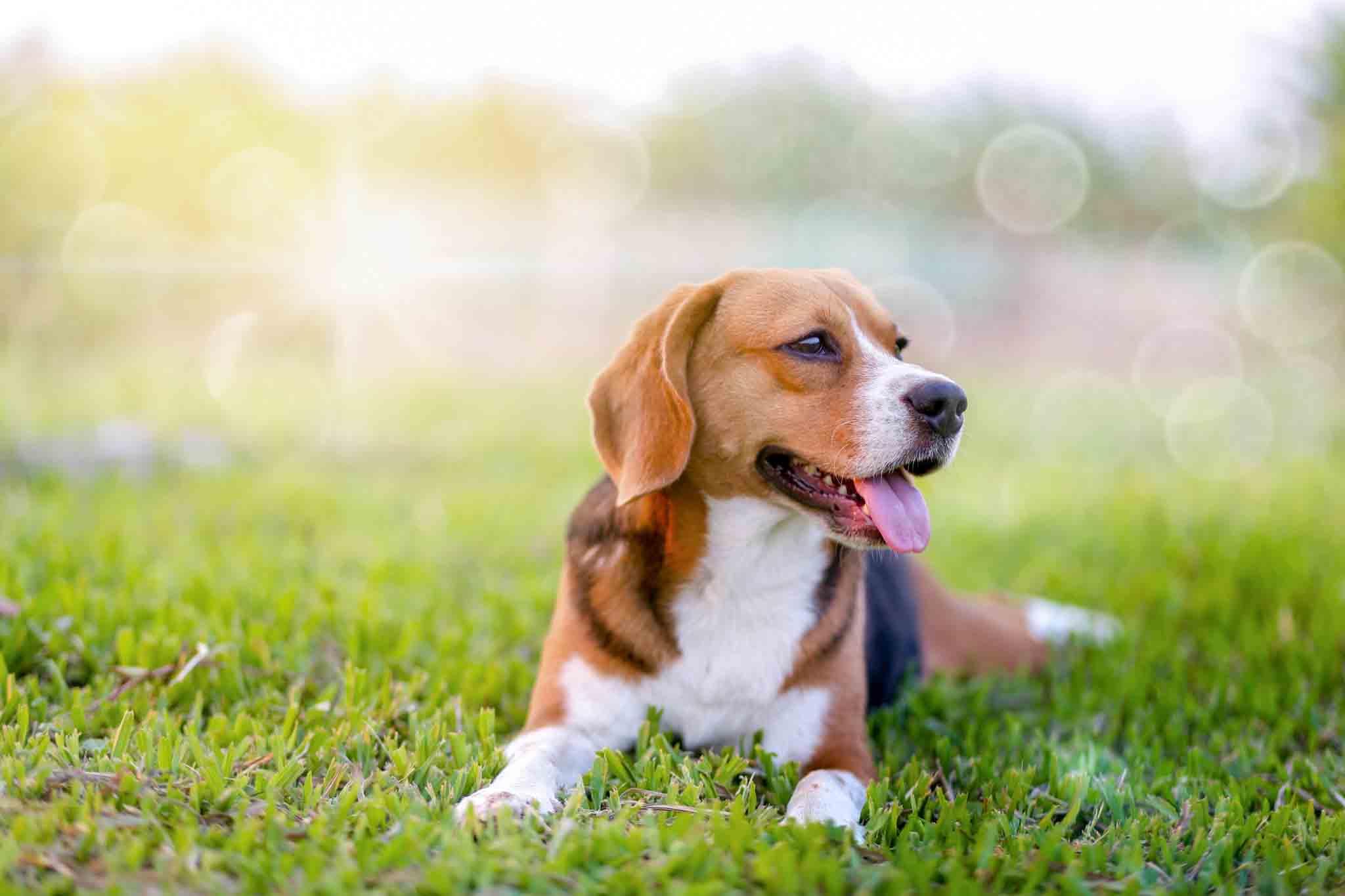 Dog Training Elite Lowell / Chelmsford - Beagle Dog Training in Lowell, MA. Dog Training Elite