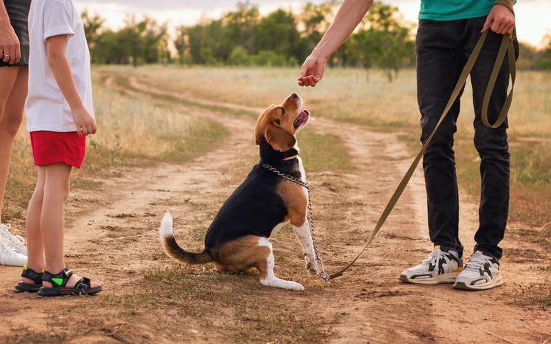 A family being apart of their beagle puppy training in Lowell, MA.