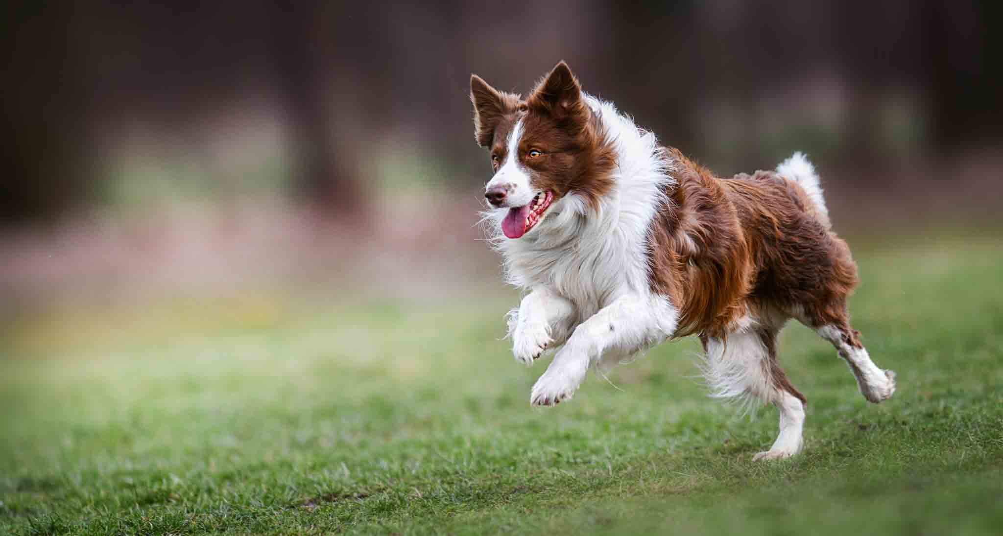 Dog Training Elite Lowell / Chelmsford - Border Collie Training in Lowell, MA. DTE