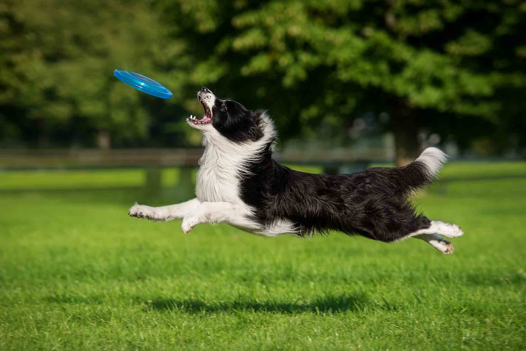 An active border collie.