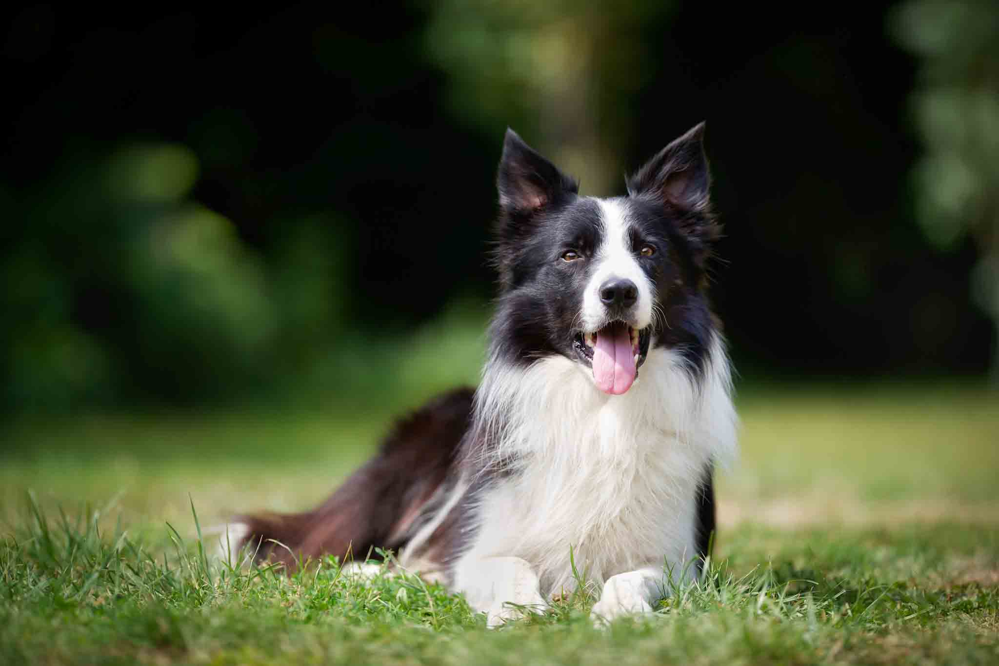 An obedient border collie trained by the professionals at Dog Training Elite Fort Wayne.