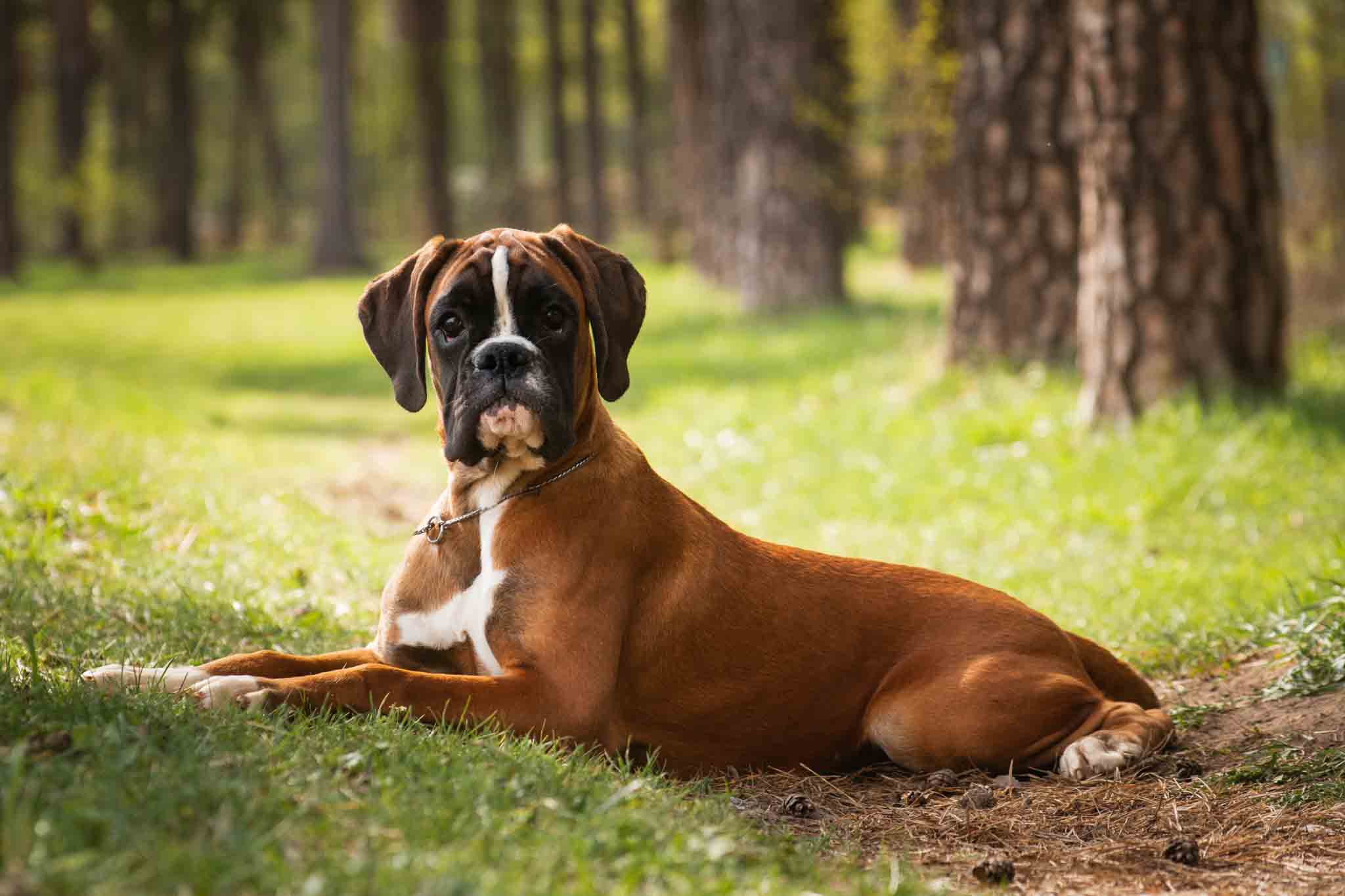 A happy and obedient boxer - if you're in search of obedience programs or Lowell boxer puppy training, contact Dog Training Elite today.