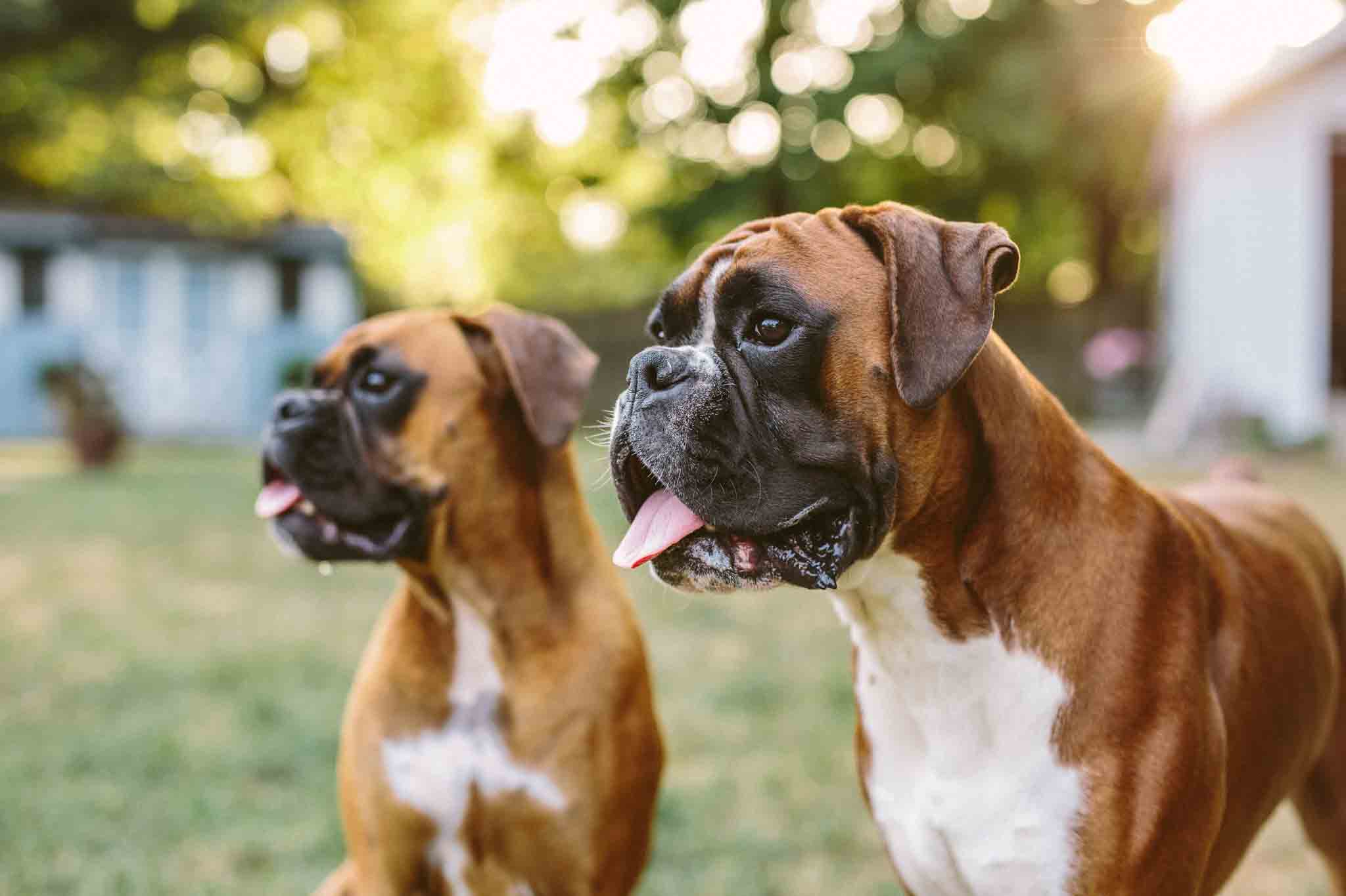 An image of two well-trained boxers - contact Dog Training Elite for your boxer dog training in Fort Wayne, IN.