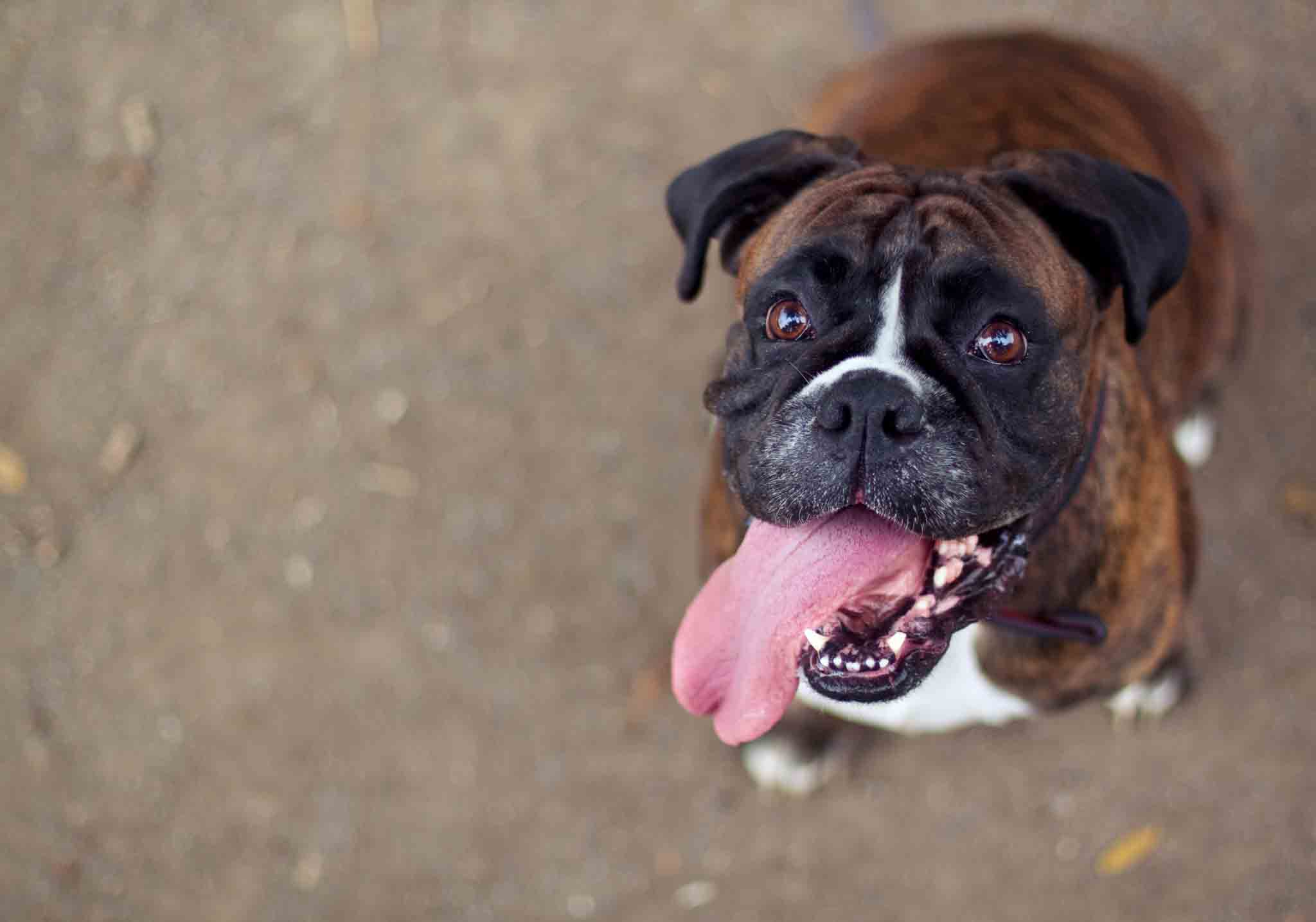 A happy and healthy boxer posing for a picture.