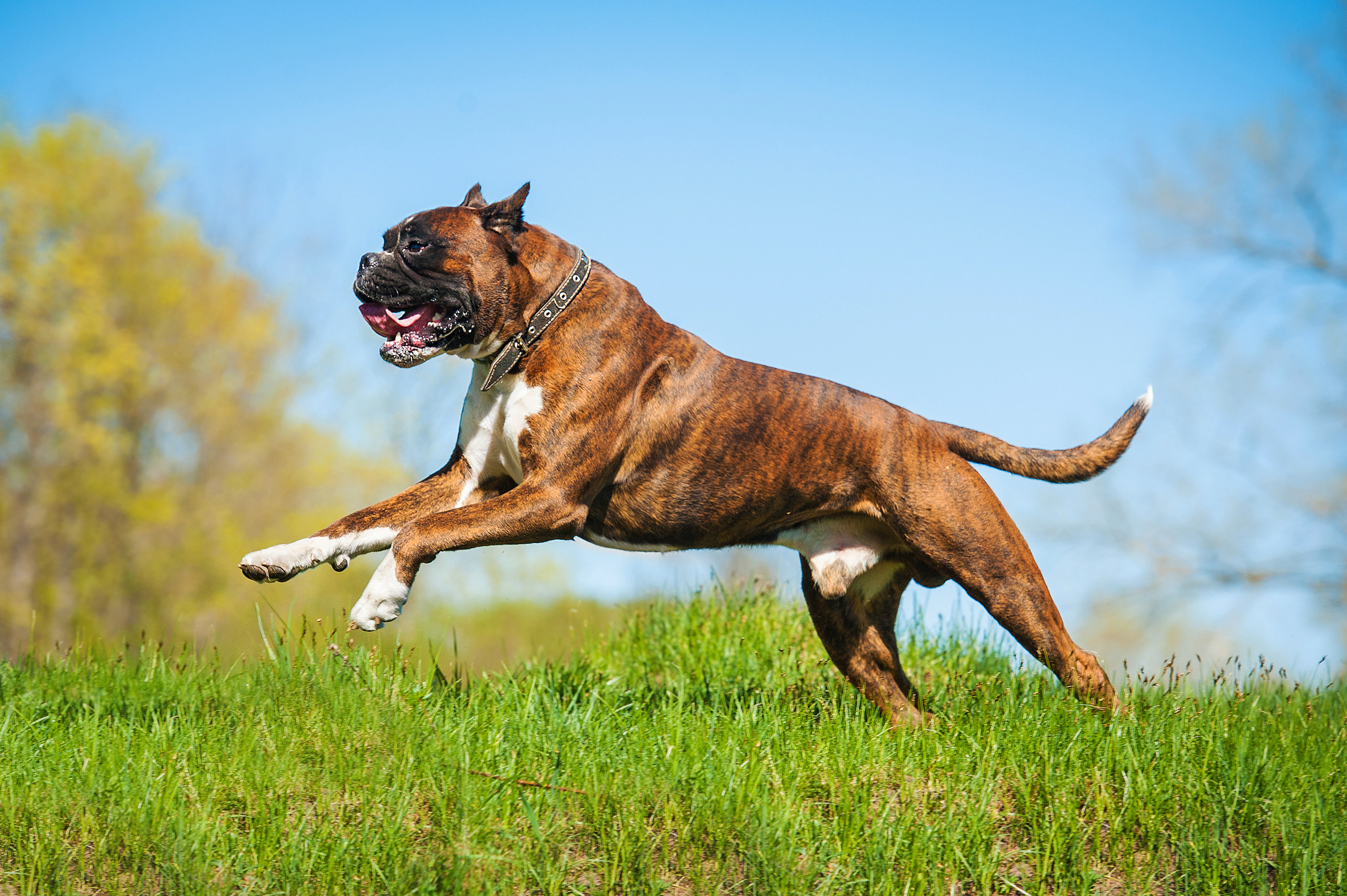 A happy boxer with training from Dog Training Elite Phoenix running in a field.