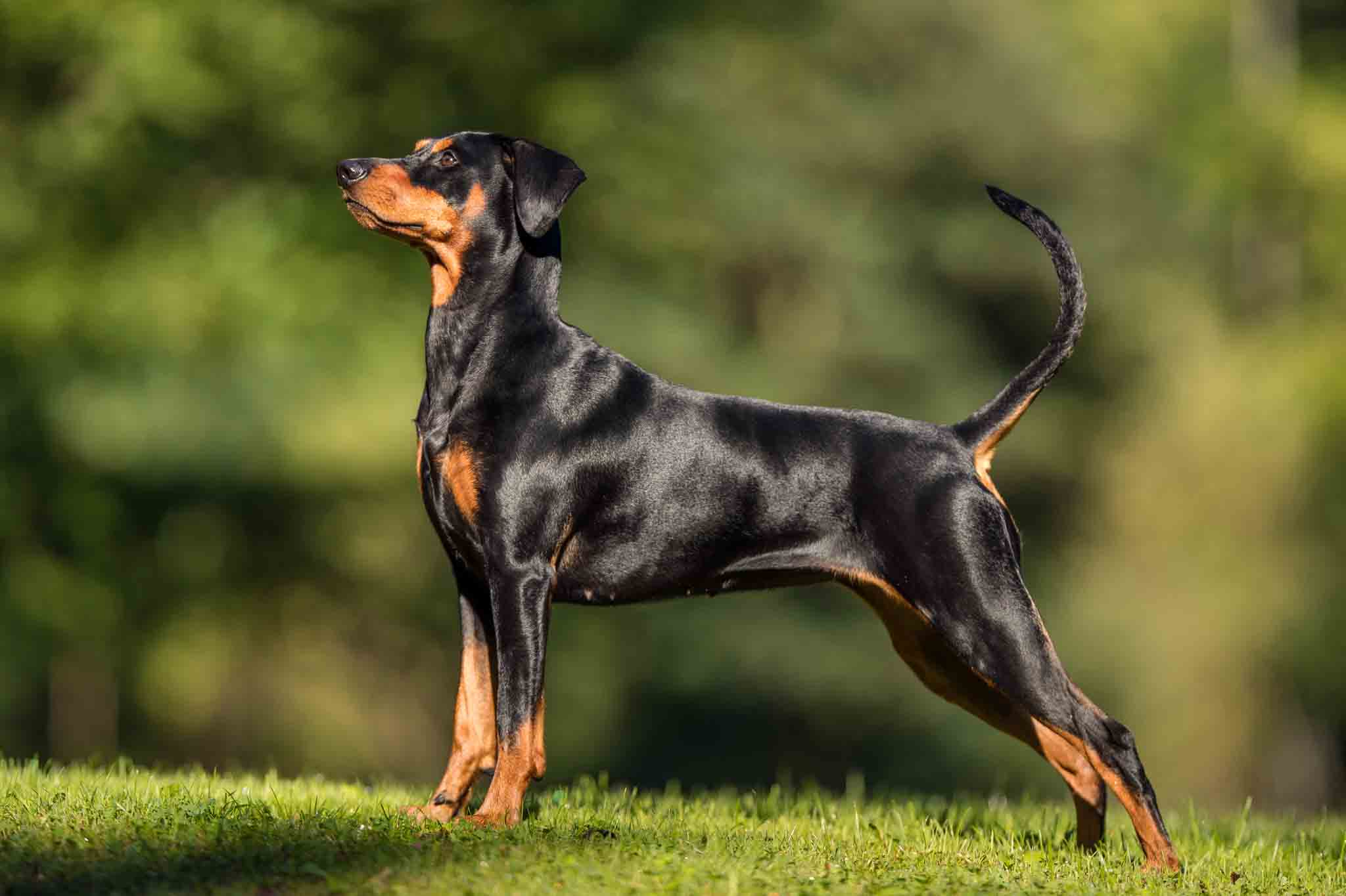 Dog Training Elite Lowell / Chelmsford - Doberman Training in Lowell, MA. DTE