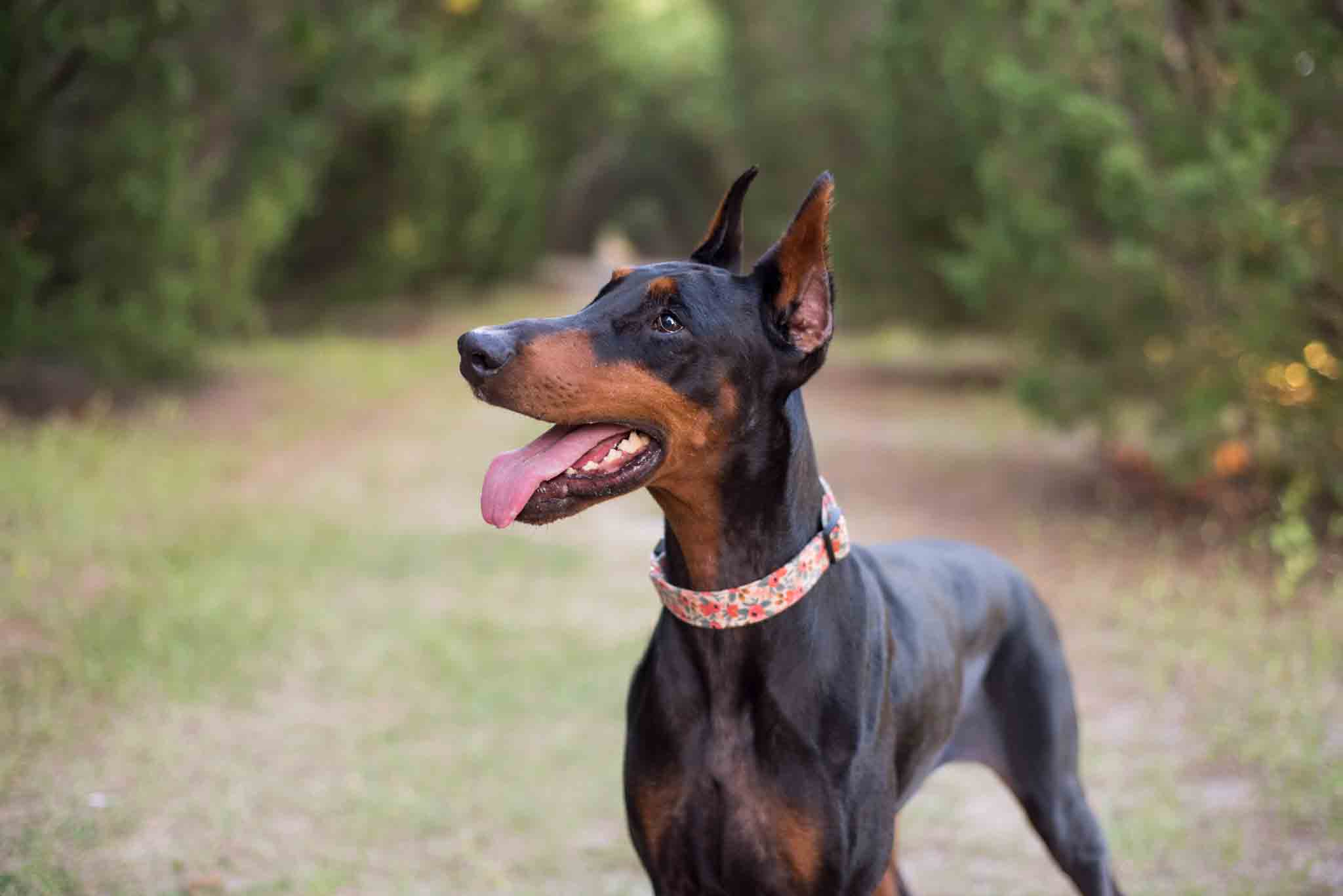 An obedient doberman with training from Dog Training Elite - train your dog from a young age with our Phoenix doberman puppy training!