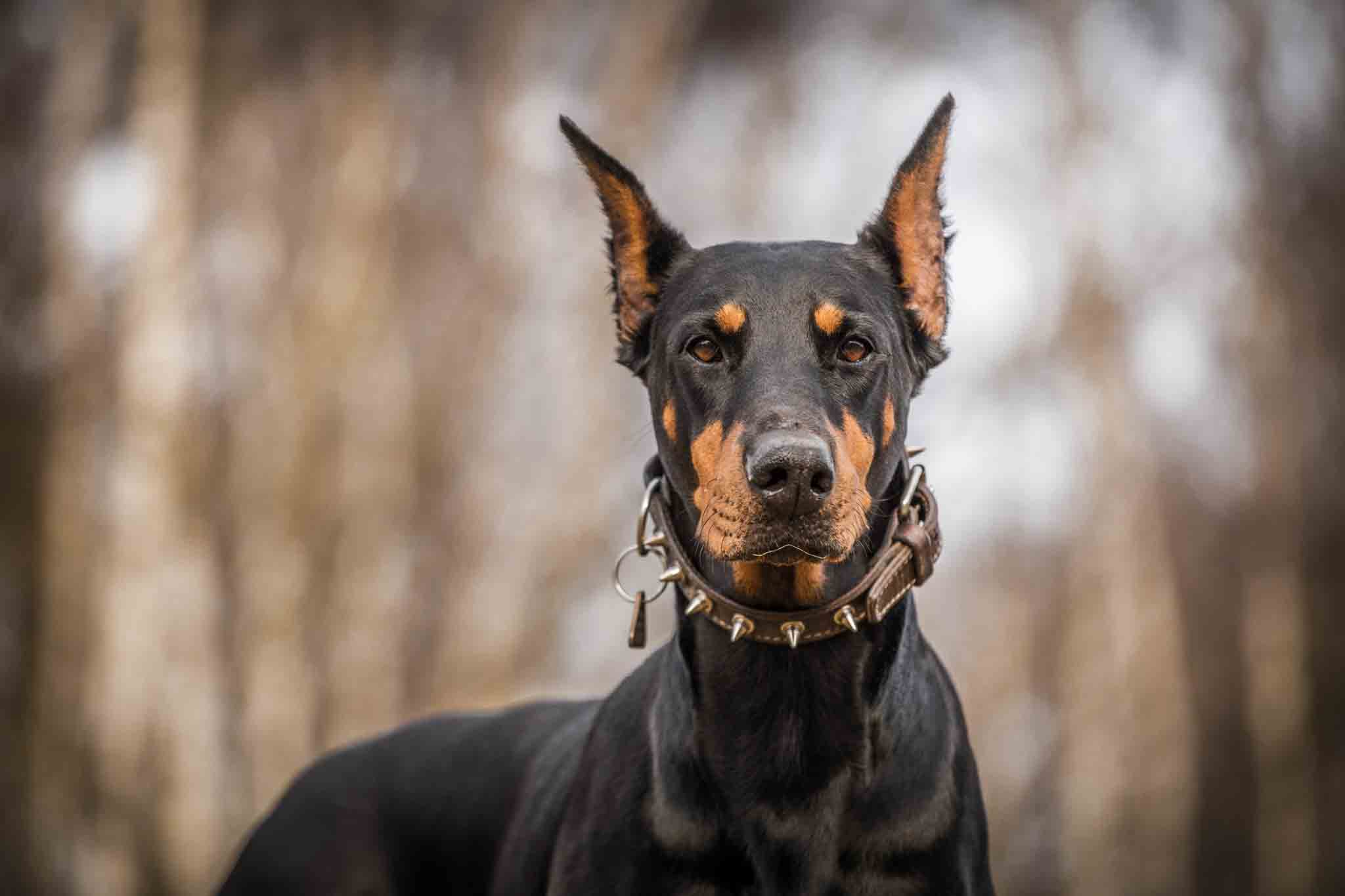 A happy and healthy doberman with training from Dog Training Elite Lowell / Chelmsford.