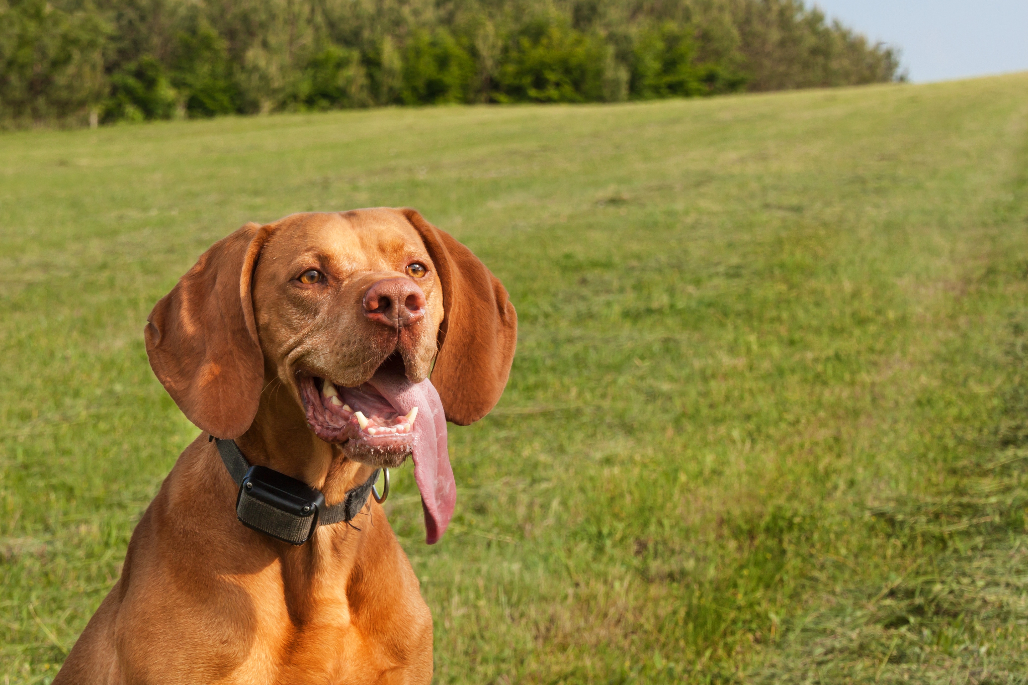 A dog doing e-collar training with Dog Training Elite in Maple Grove, MN.