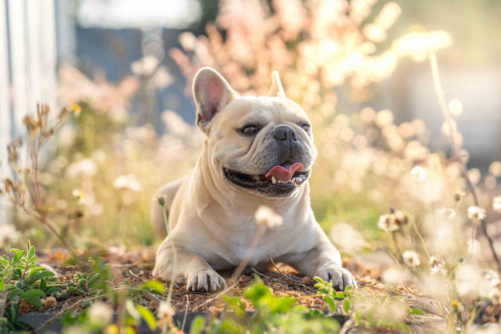 A safe, healthy, and well-trained French bulldog fresh from the training programs at Dog Training Elite Lowell / Chelmsford