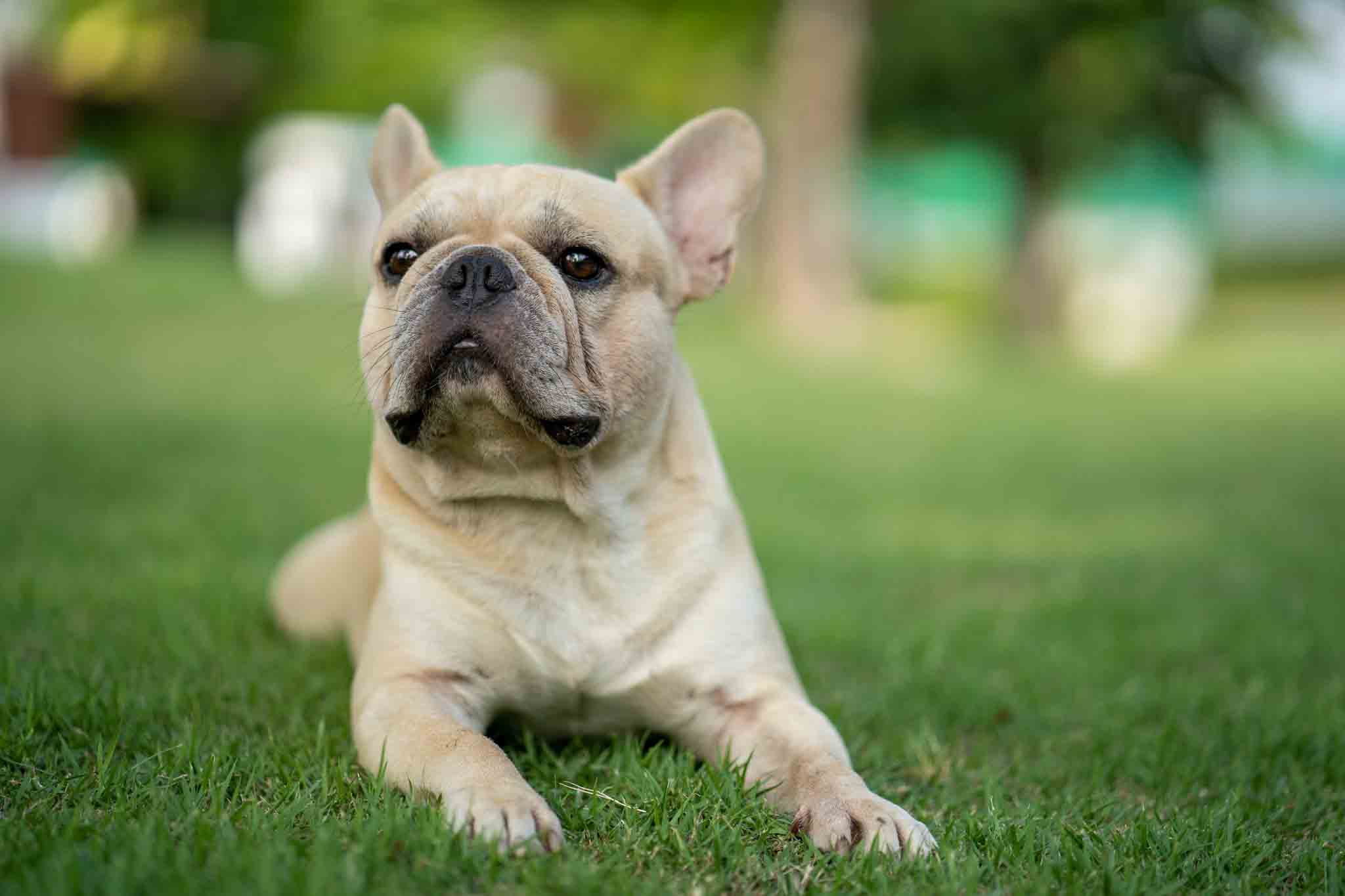 Dog Training Elite Fort Wayne - French Bulldog Training in Fort Wayne, IN. DTE