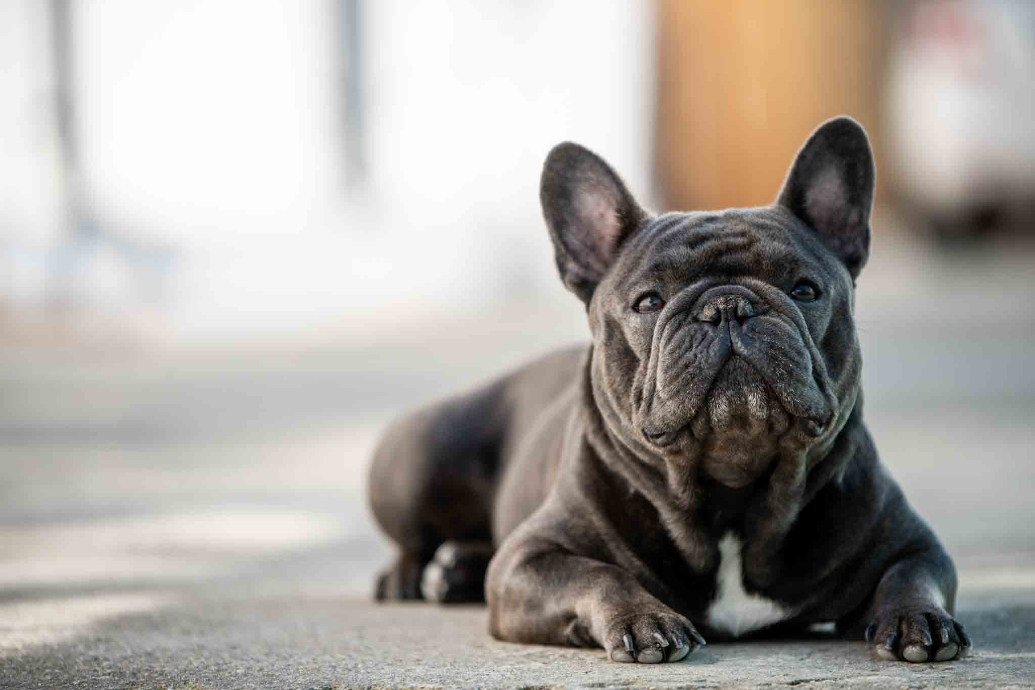 An obedient Frenchie trained by the professionals at Dog Training Elite Lowell / Chelmsford.