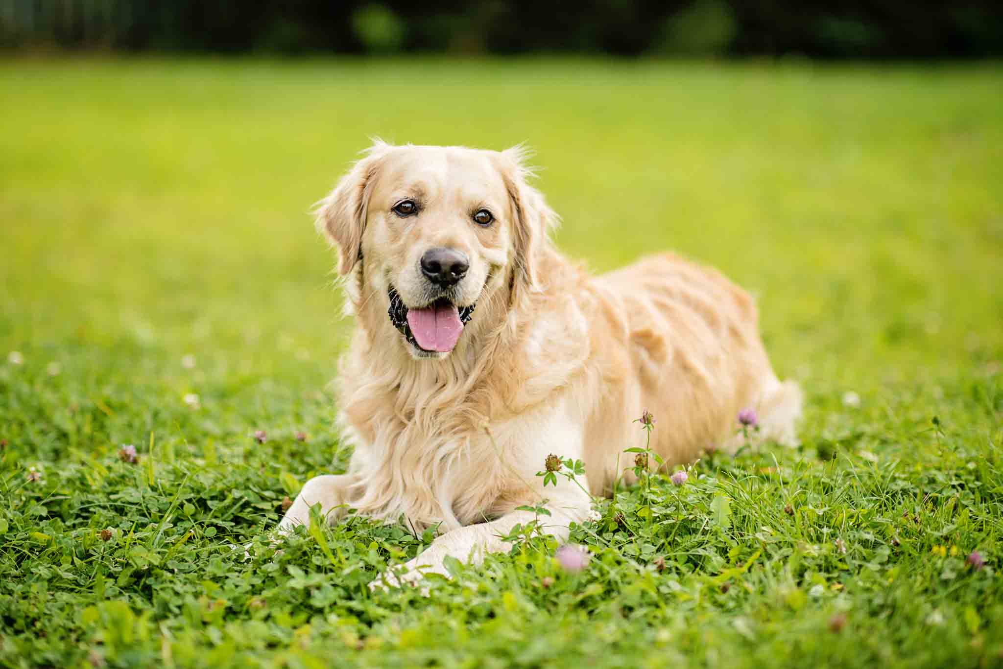 An happy, well manered golden retriever with training from Dog Training Elite Lowell / Chelmsford.