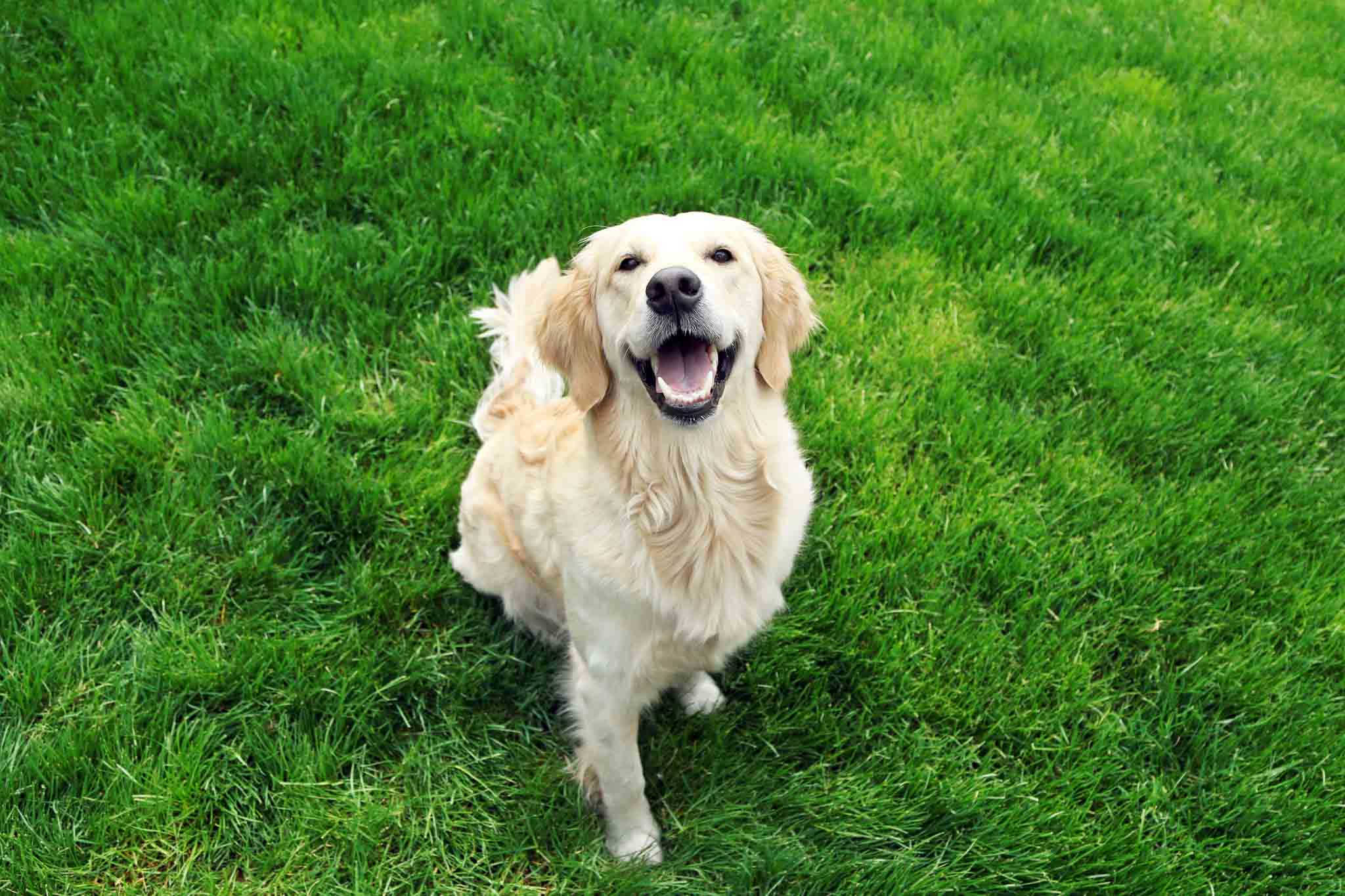 Dog Training Elite Phoenix - Golden Retriever Training in Phoenix, AZ. DTE