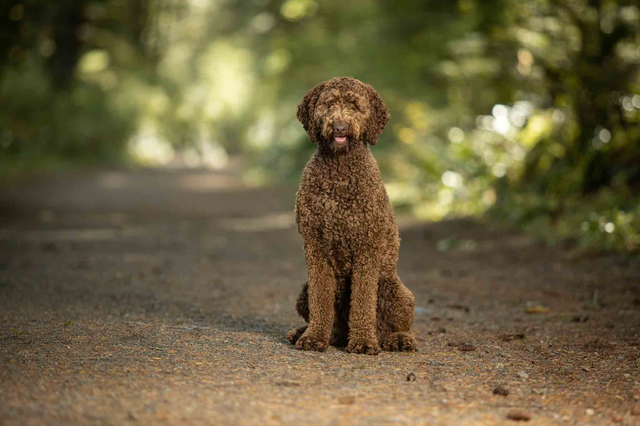 An adorable goldendoolde dog - get training that works with Dog Training Elite Lowell / Chelmsford today.