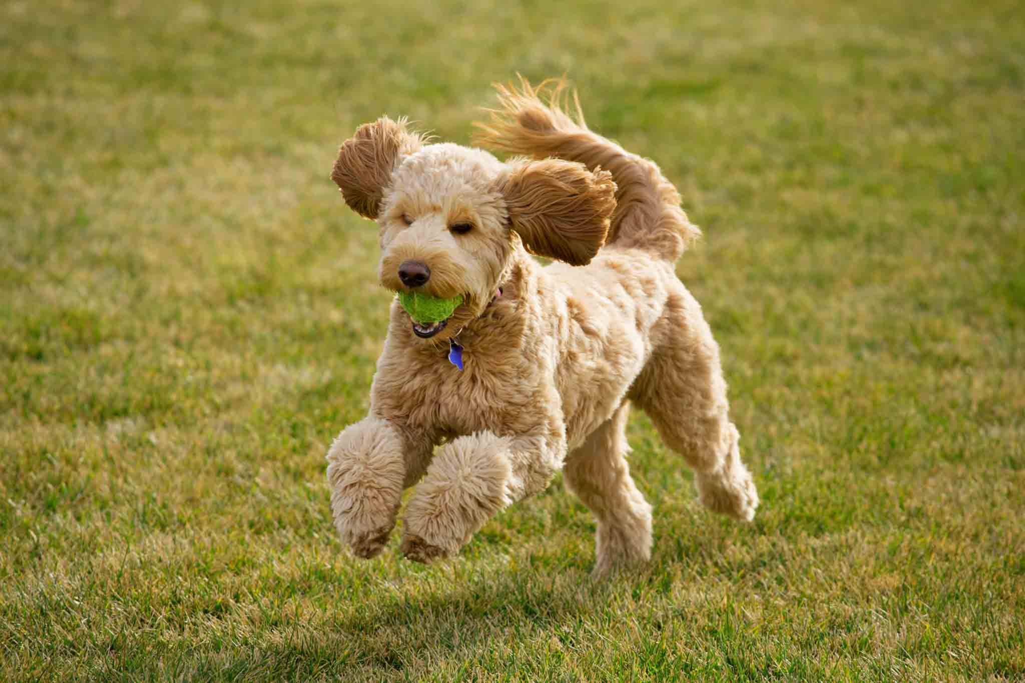 A goldendoodle dog running with a toy - Dog Training Elite offers goldendoodle training in Lowell, MA.