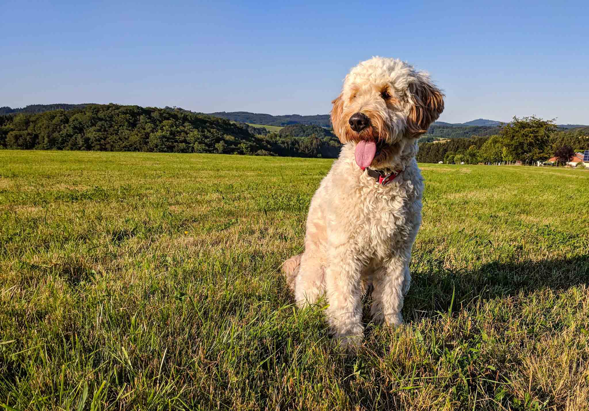 Dog Training Elite Lowell / Chelmsford - Goldendoodle Training in Lowell, MA. Dog Training Elite