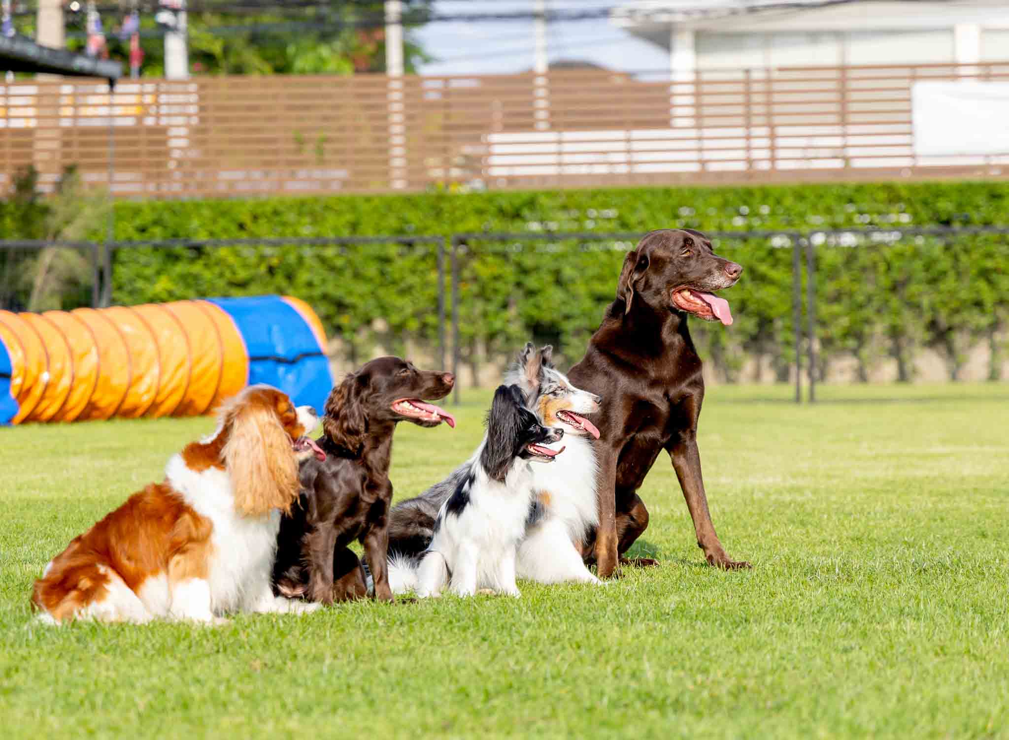 A group of different dog breeds sitting on grass in Lowell, MA.