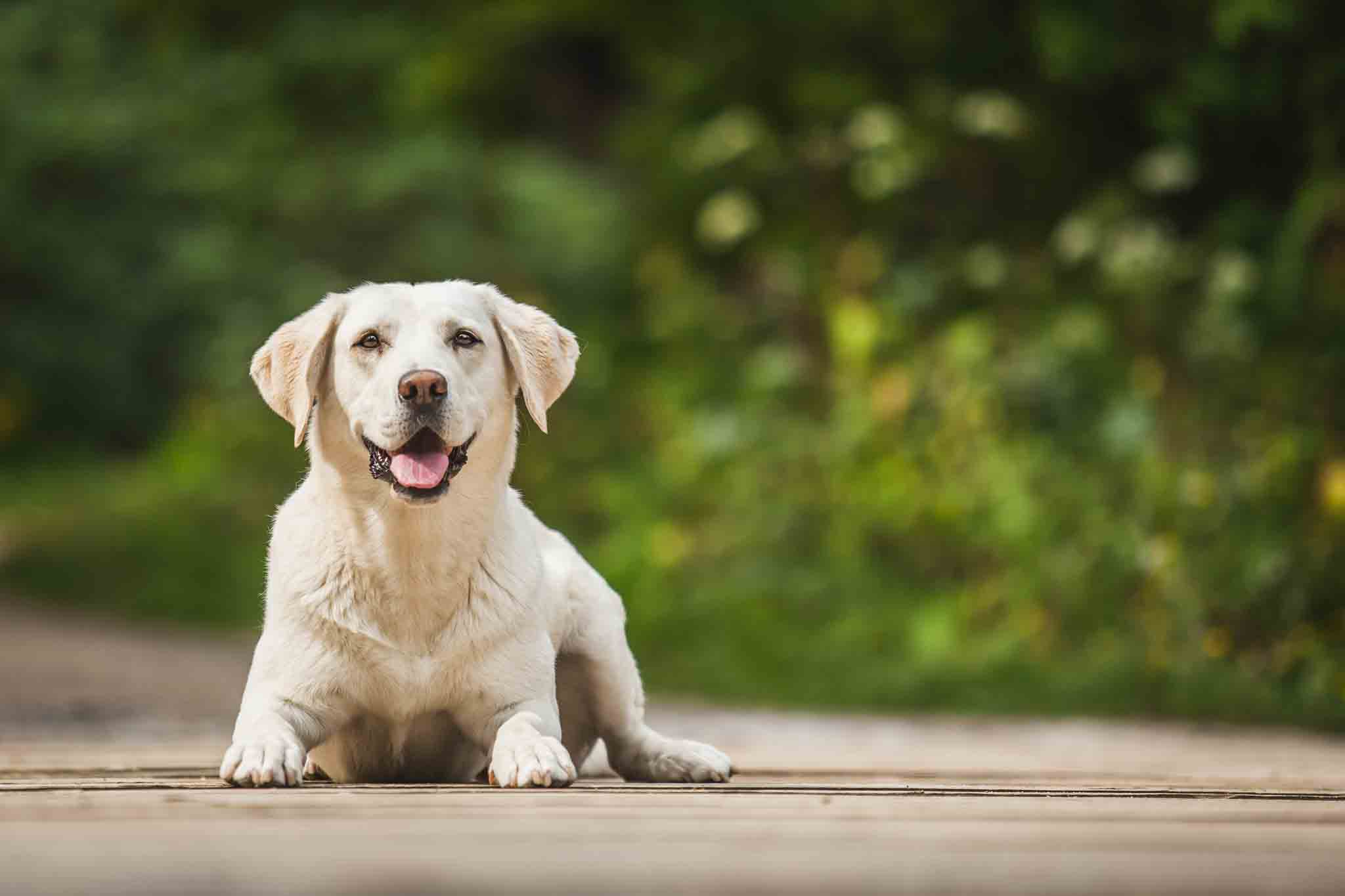 A labrador sitting outdoors - with professional labrador training in Fort Wayne, IN from Dog Training Elite, your labrador will be a great companion.