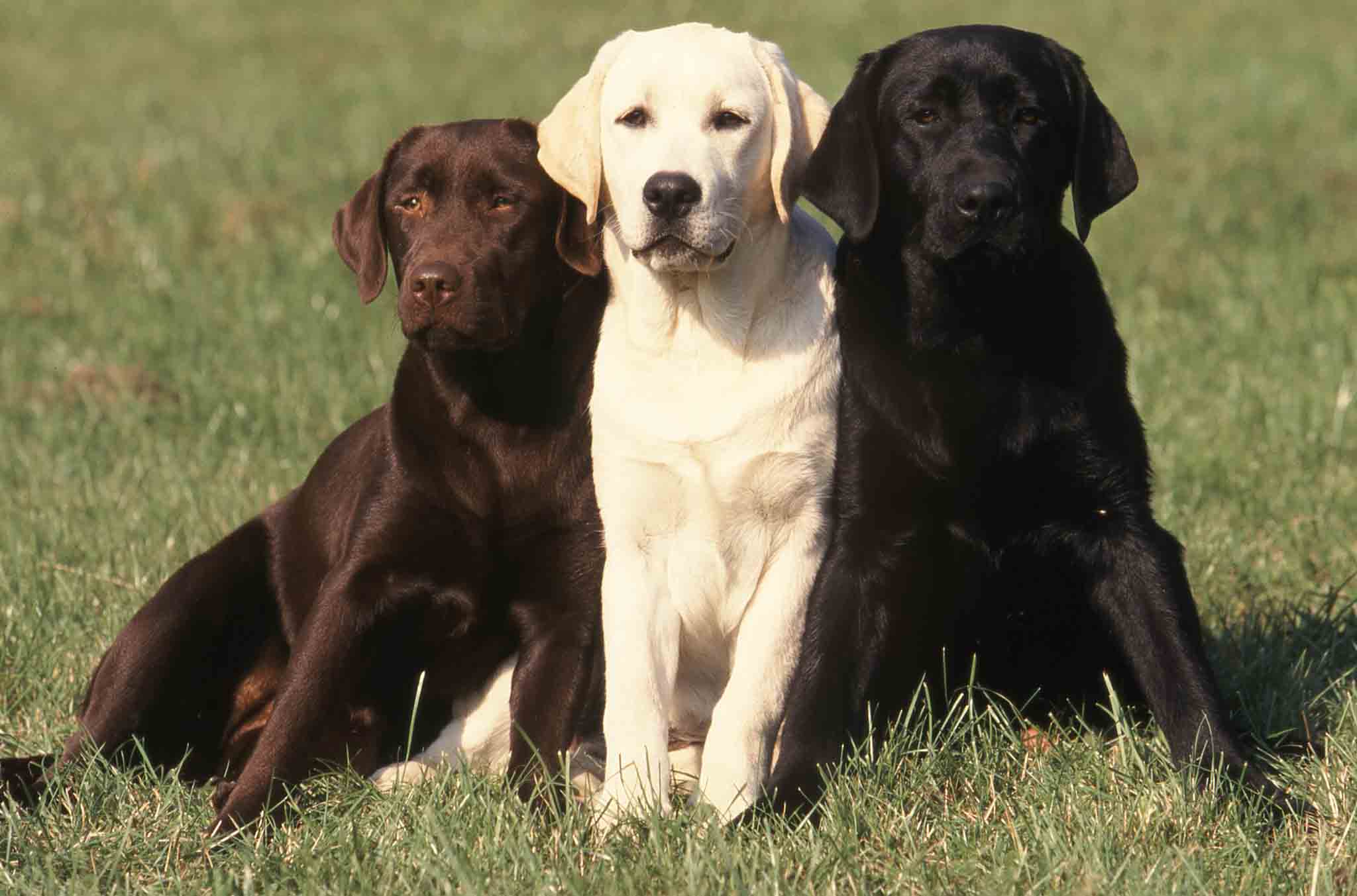 Three labrador dogs of different coat colors - contact Dog Training Elite for adult or Fort Wayne labrador puppy training services.