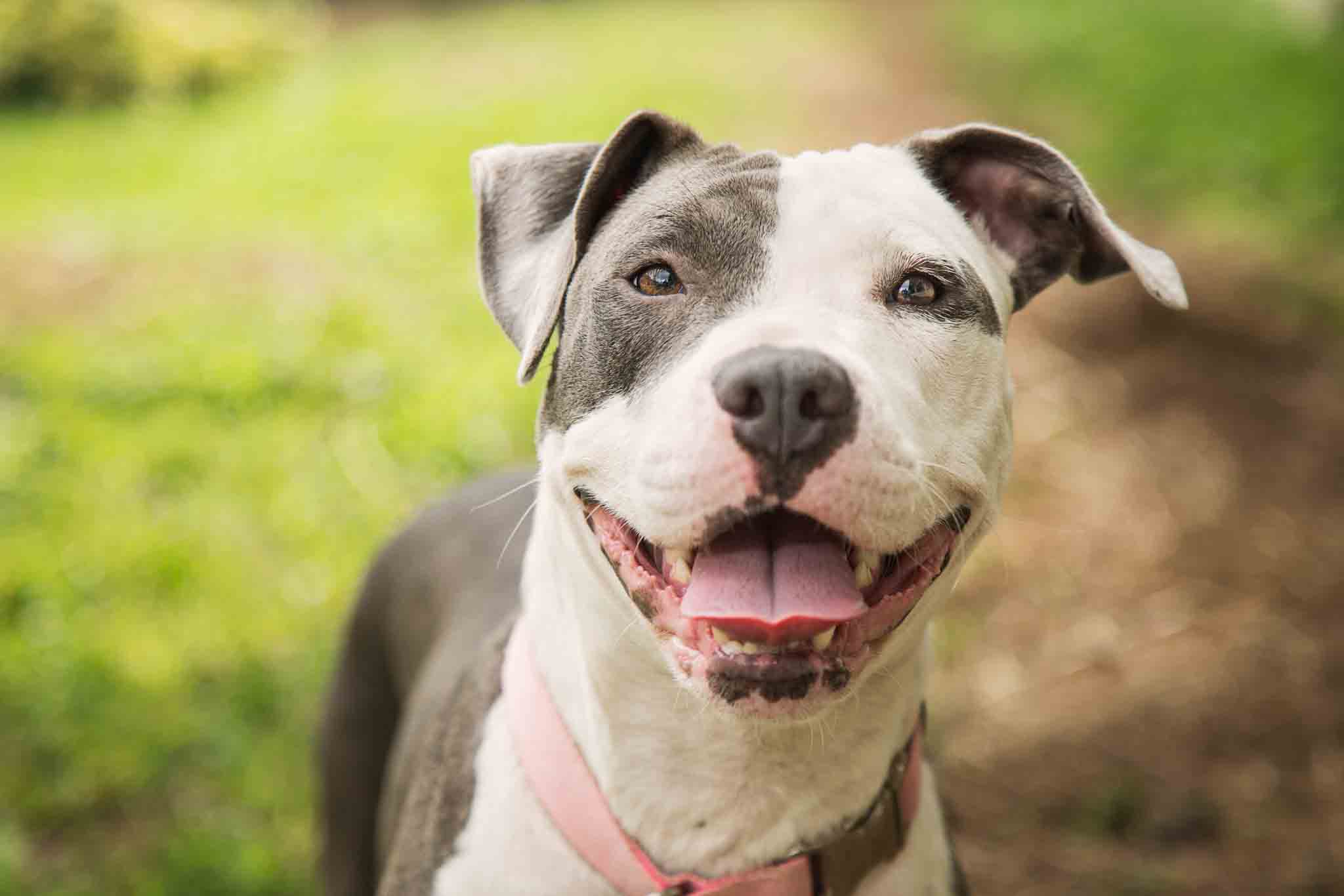 Dog Training Elite Lowell / Chelmsford - Pitbull Training in Lowell, MA. DTE