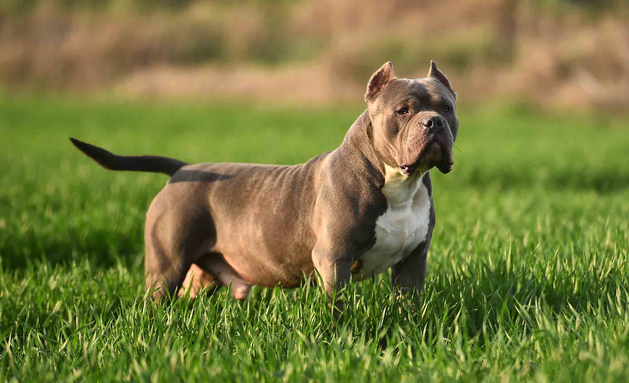 A well-trained pitbull - contact Dog Training Elite today for Fort Wayne pitbull puppy and adult training.