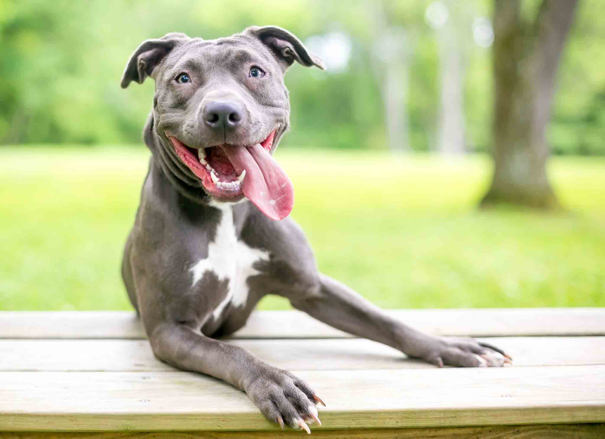 A happy, obedient pitbull with Dog Training Elite Fort Wayne training.