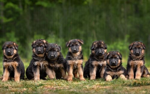 Dog Training Elite offers professional German Shepherd training for puppies and adults near you in Dallas.
