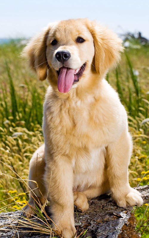 Dog Training Elite offers professional Golden Retriever puppy training near you in Howard & Anne Arundel Counties.