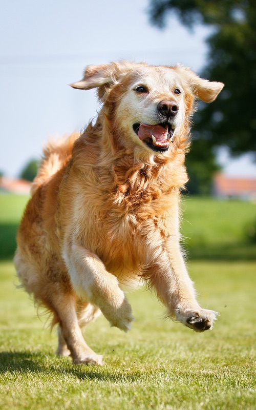 Professional Golden Retriever Dog Training Near You in Tampa