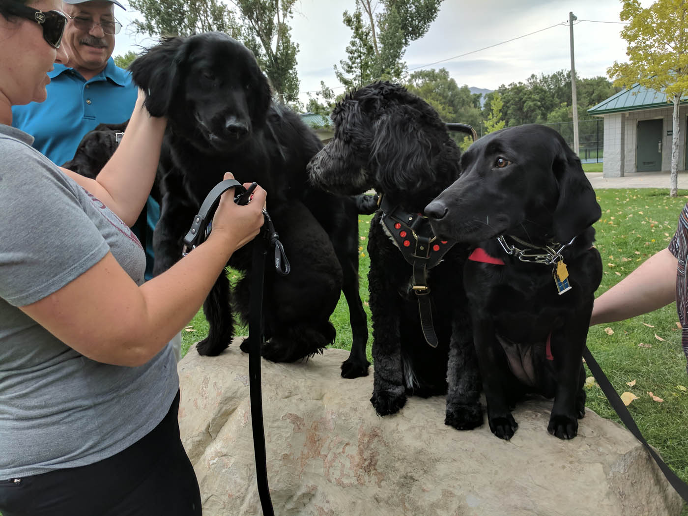 Three dogs sitting on a bench who are ready for group training with the experts at Dog Training Elite Southeast Louisiana.