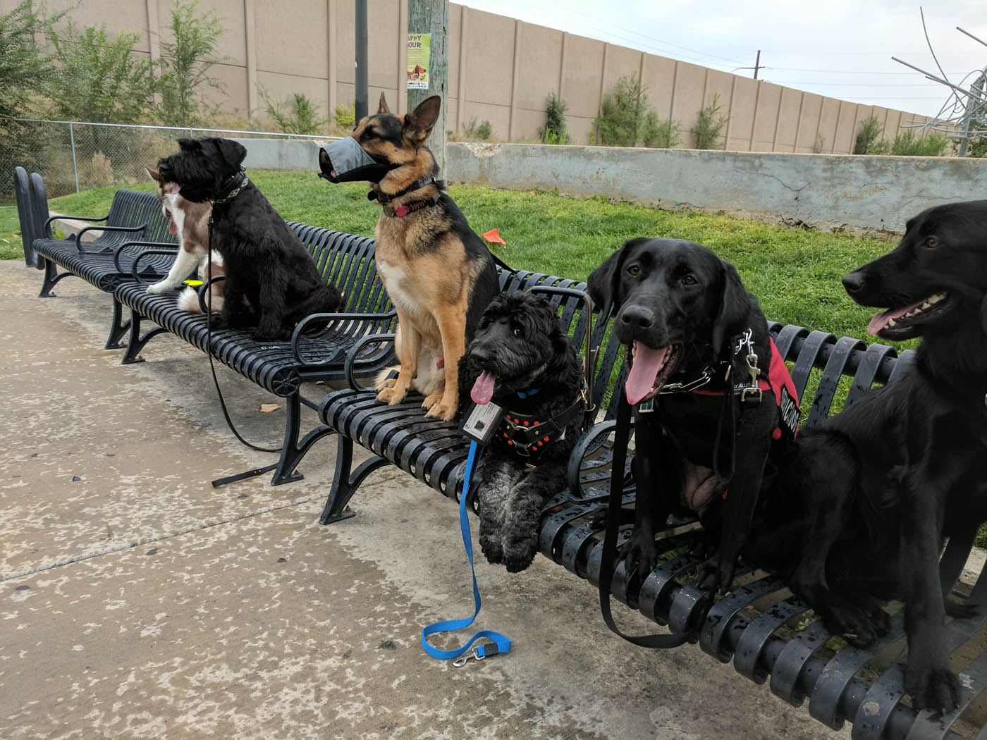 Multiple dogs sitting on a bench during a group class with Dog Training Elite.