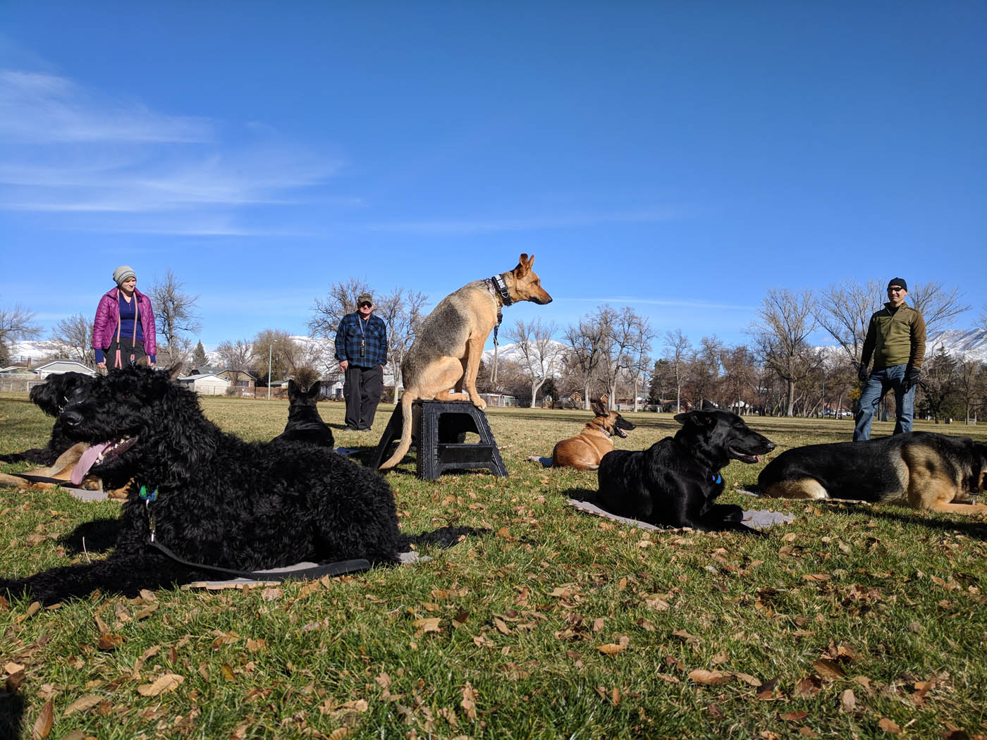 A goup of dogs training at a park in Lowell, MA.