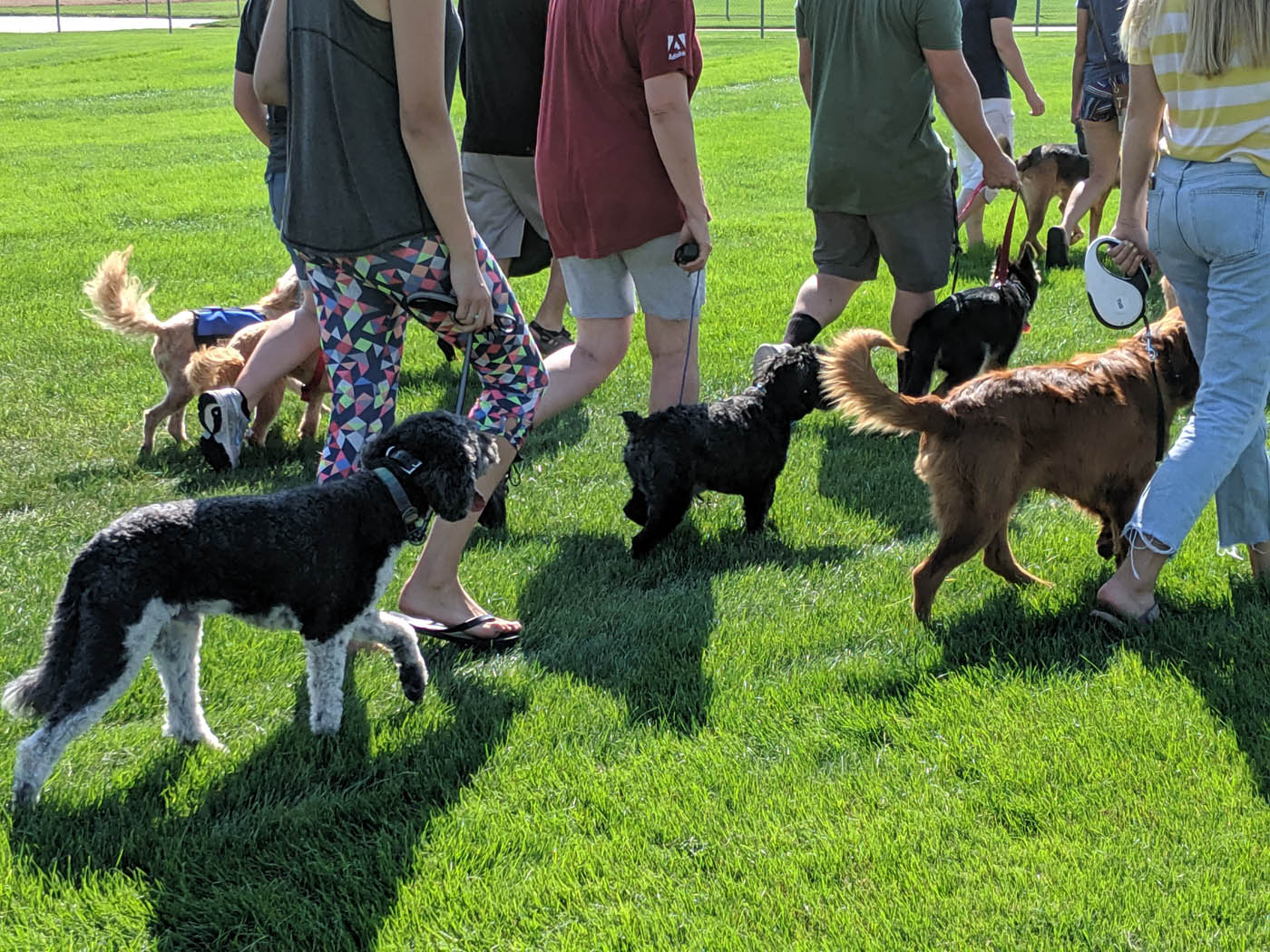 A group of well-trained dogs walking at one of Dog Training Elite's dog training classes in Boston, MA.