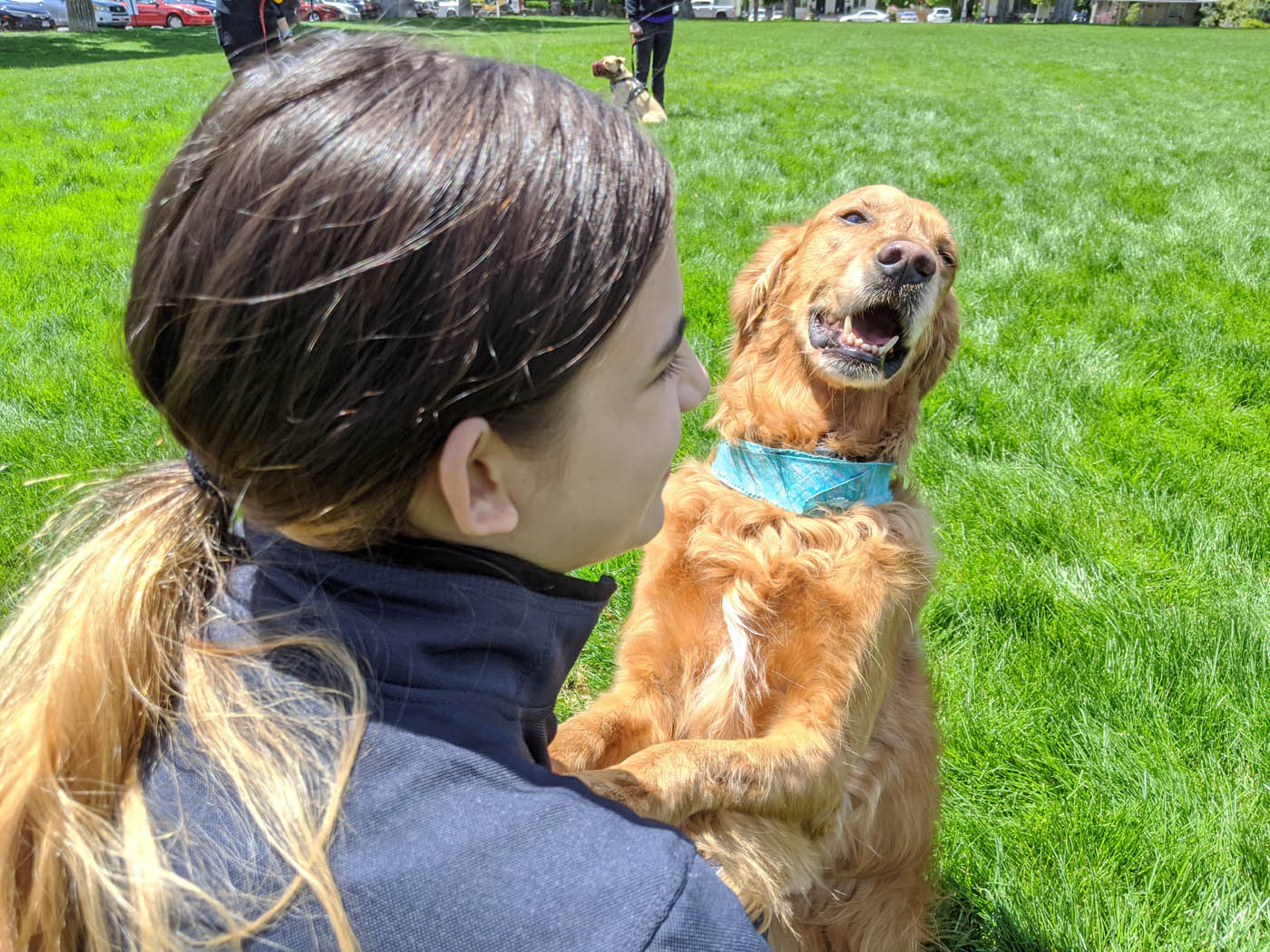 A golden retriever playing with its owner during a class in Davis / Weber County, UT.