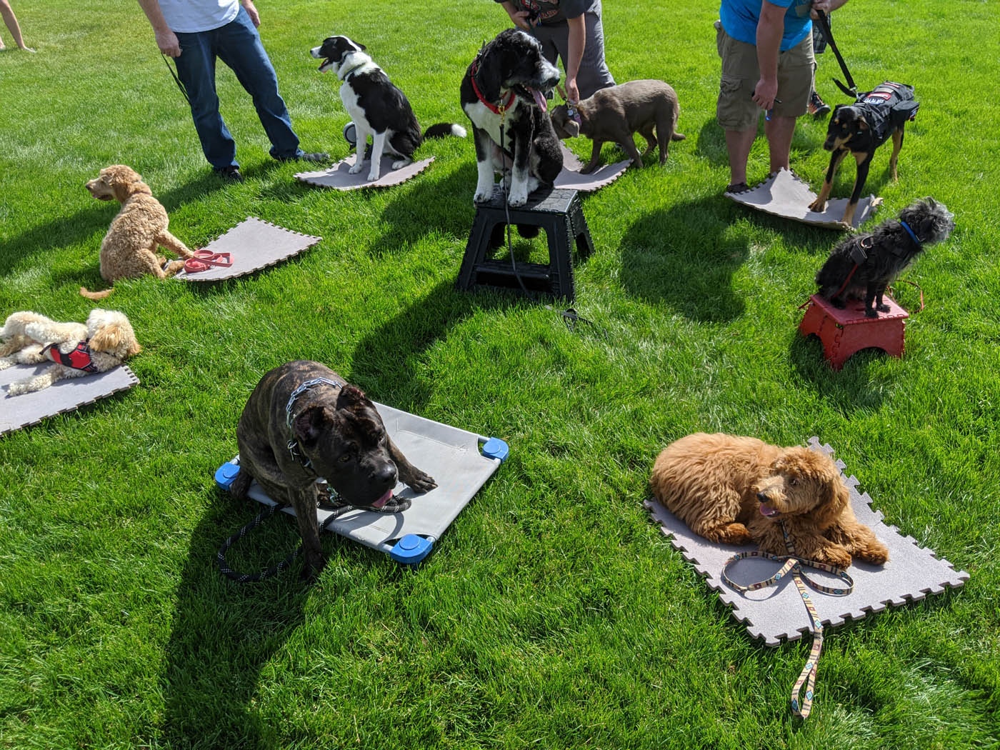 A picture of a group dog training in Baton Rouge, LA from Dog Training Elite.